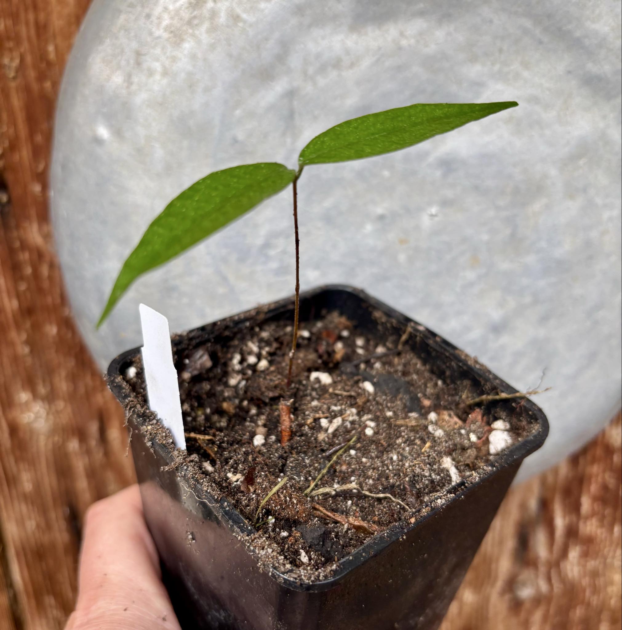 Neomitranthes sp Rubi - 1 potted seedling / 1 getopfter Sämling