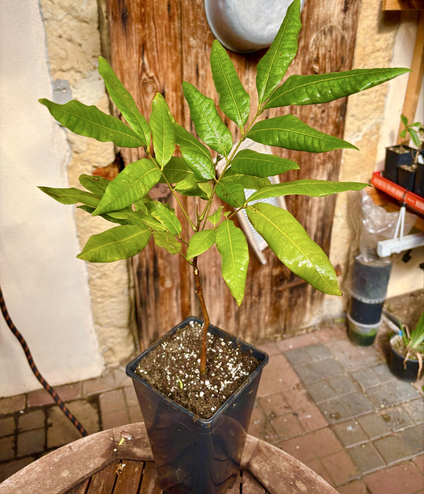 3 years old - Longan (Dimocarpus longan) - 1 potted plant / 1 getopfte Pflanze
