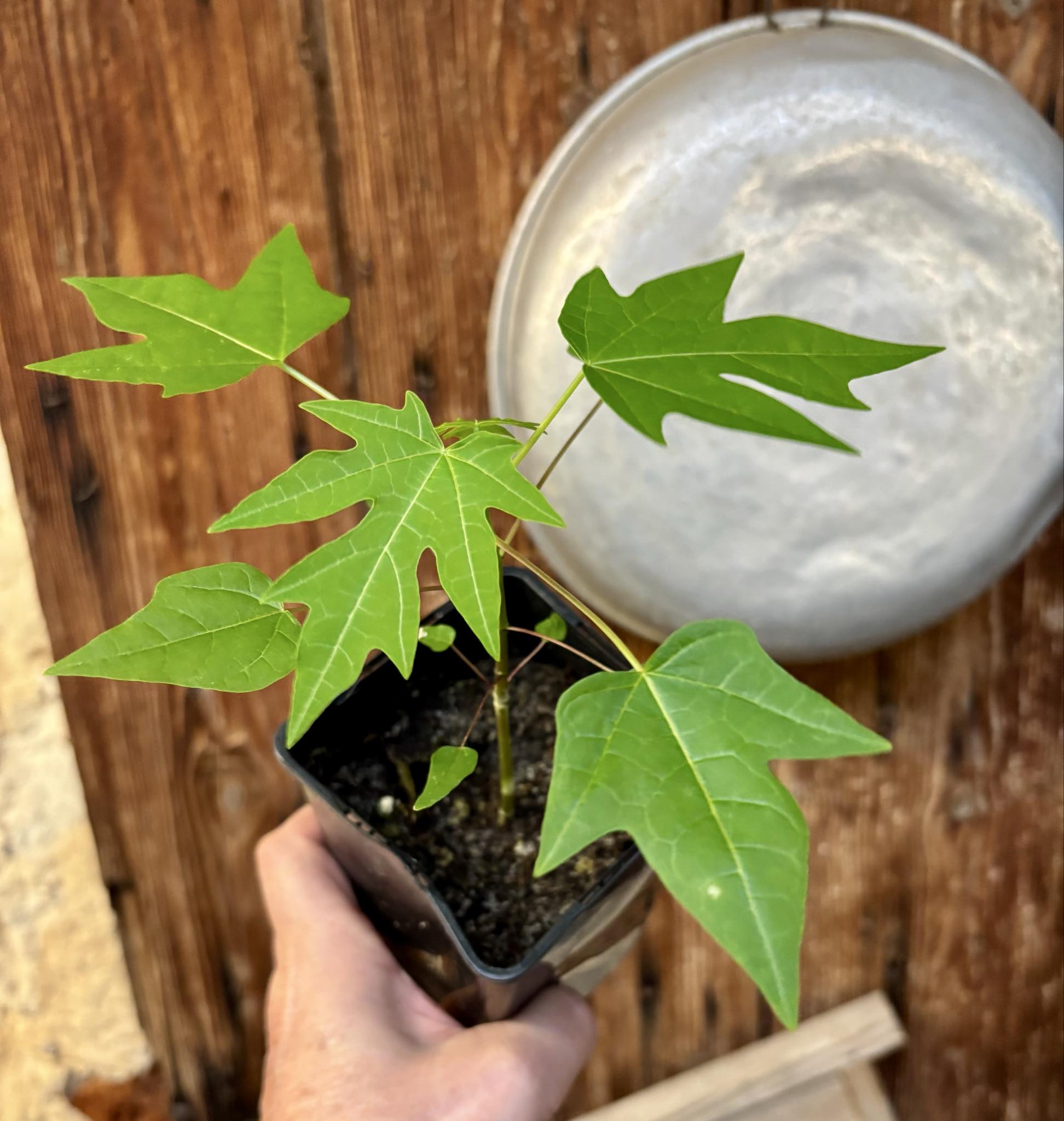 Yellow Krabi Papaya (Carica papaya) - 1 potted seedling / 1 getopfter Sämling 