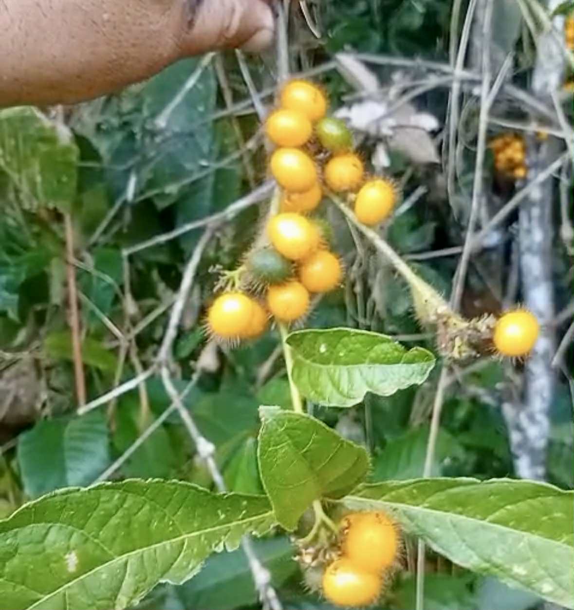 Cordia nodosa - 1 fresh seed / 1 frischer Samen