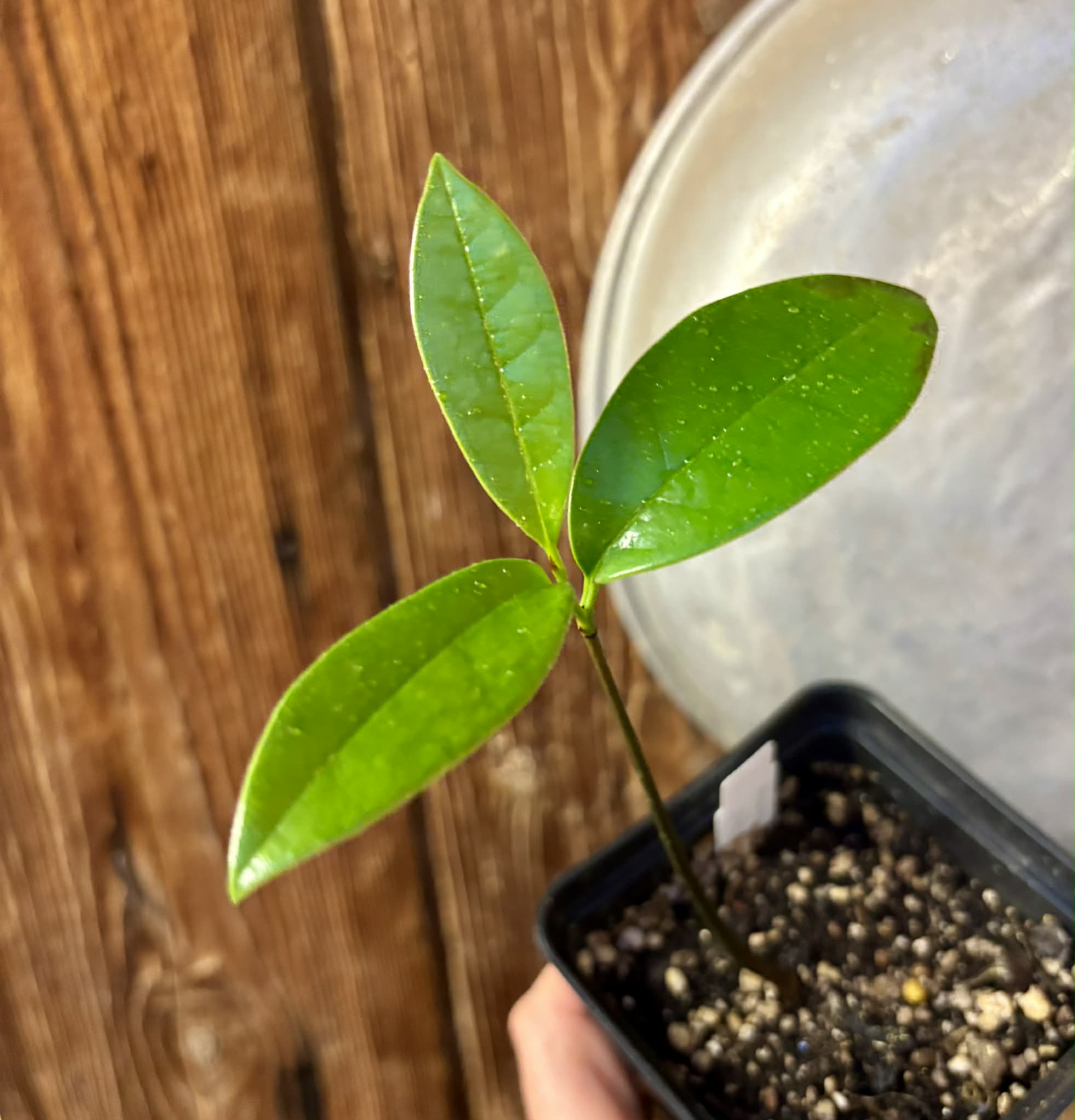 Annona salzmannii - 1 potted seedling / 1 getopfter Sämling
