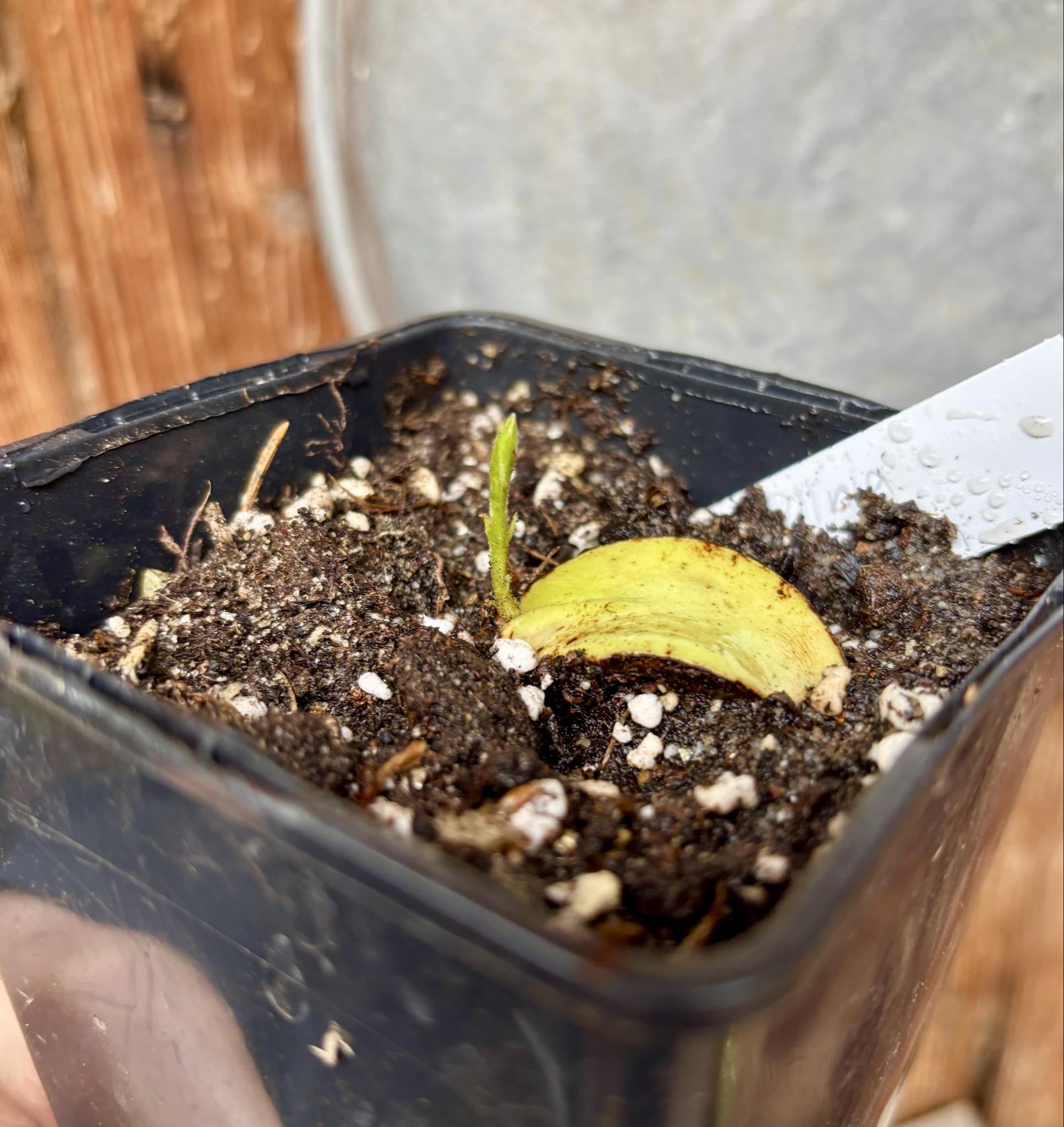 Cambucá-de-calo - (Plinia callosa) -  1 potted seedling / 1 getopfter Sämling