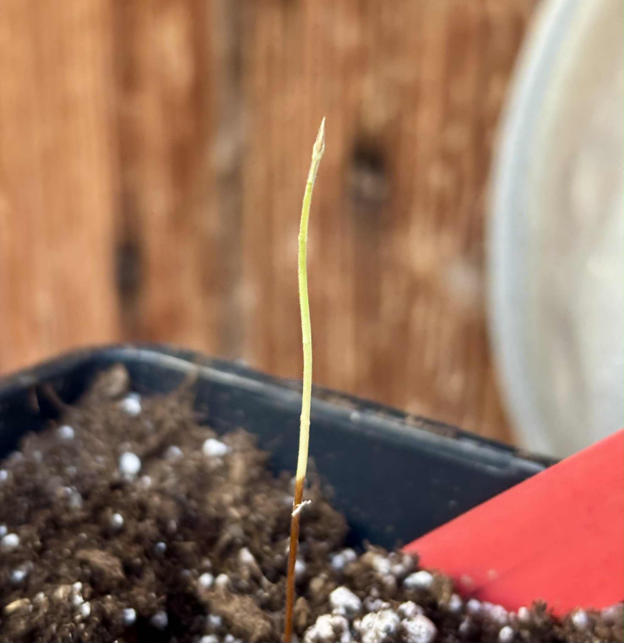 Plinia sp. do Frade - 1 potted seedling / 1 getopfter Sämling