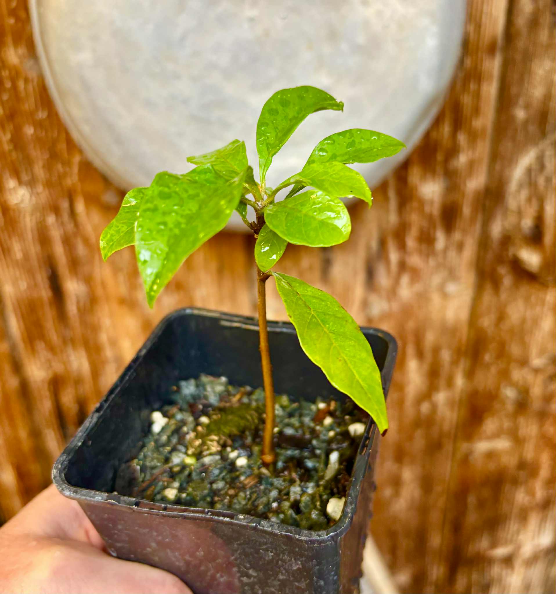 Marmixa (Pradosia lactescens) - 1 potted plant / 1 getopfte Pflanze