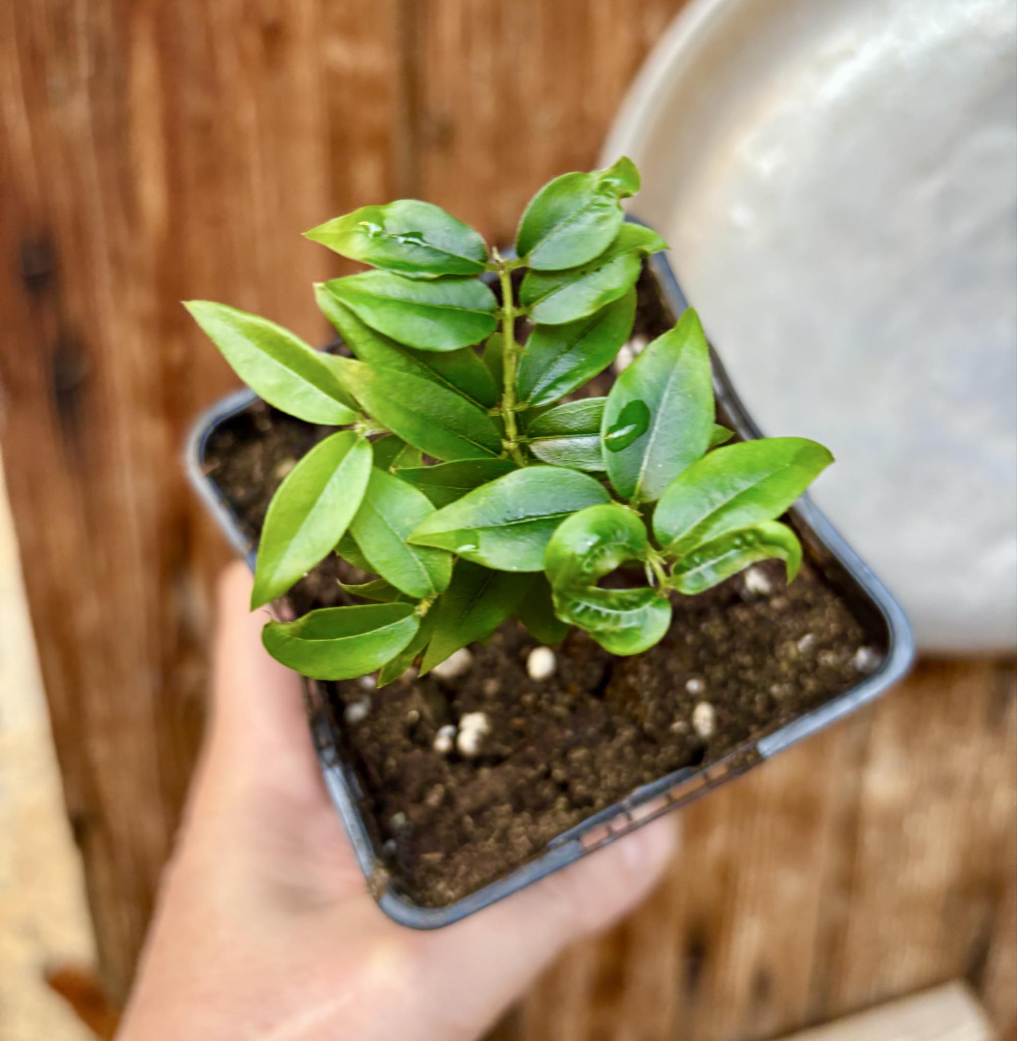 Jaboticaba - Plinia sp Pingo de Mel (Vilela A3) -  1 potted seedling / 1  getopfter Sämling