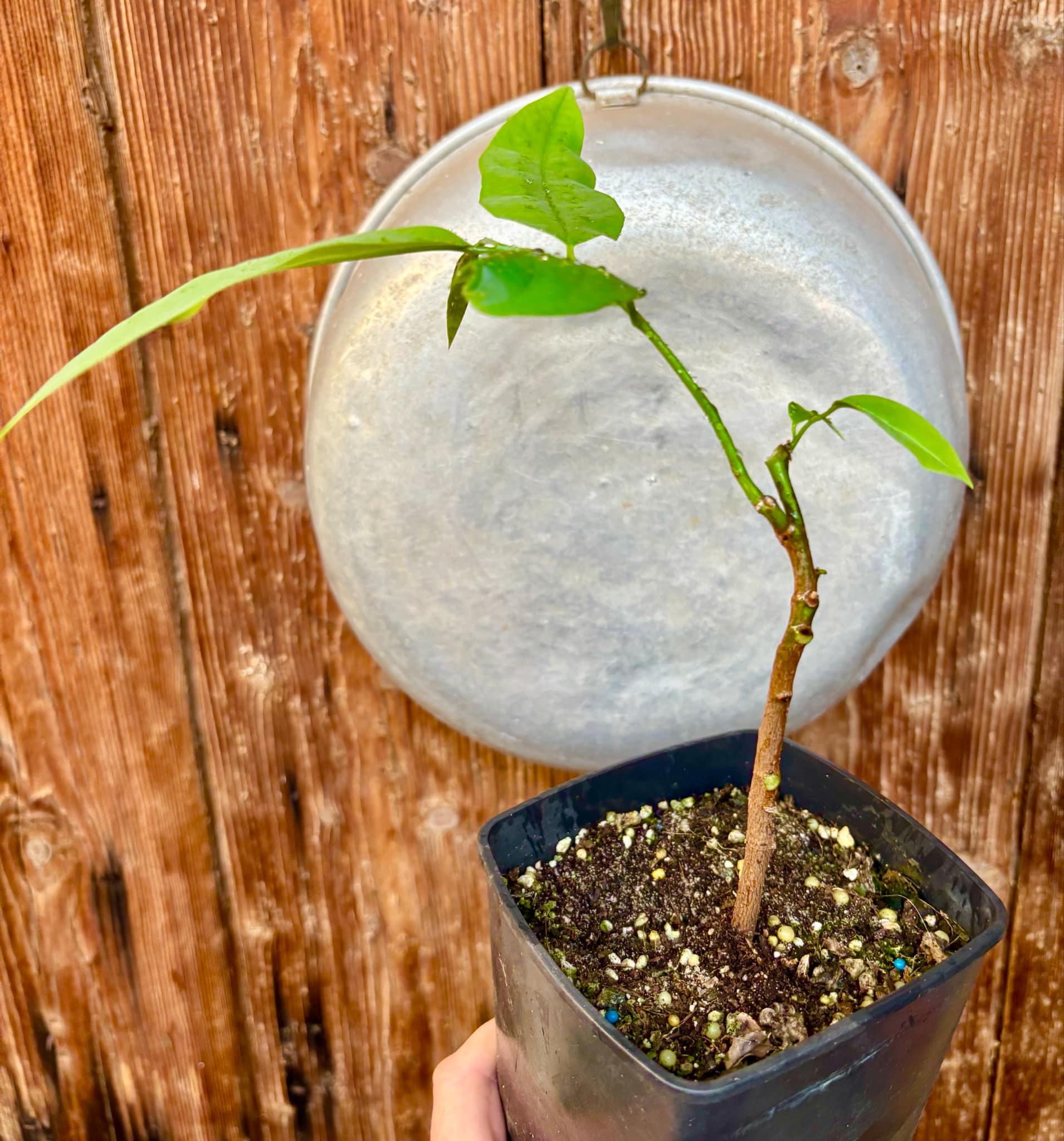 Annona nitida - 1 potted plant / 1 getopfte Pflanze Annona nitida - 1 potted plant / 1 getopfte Pflanze