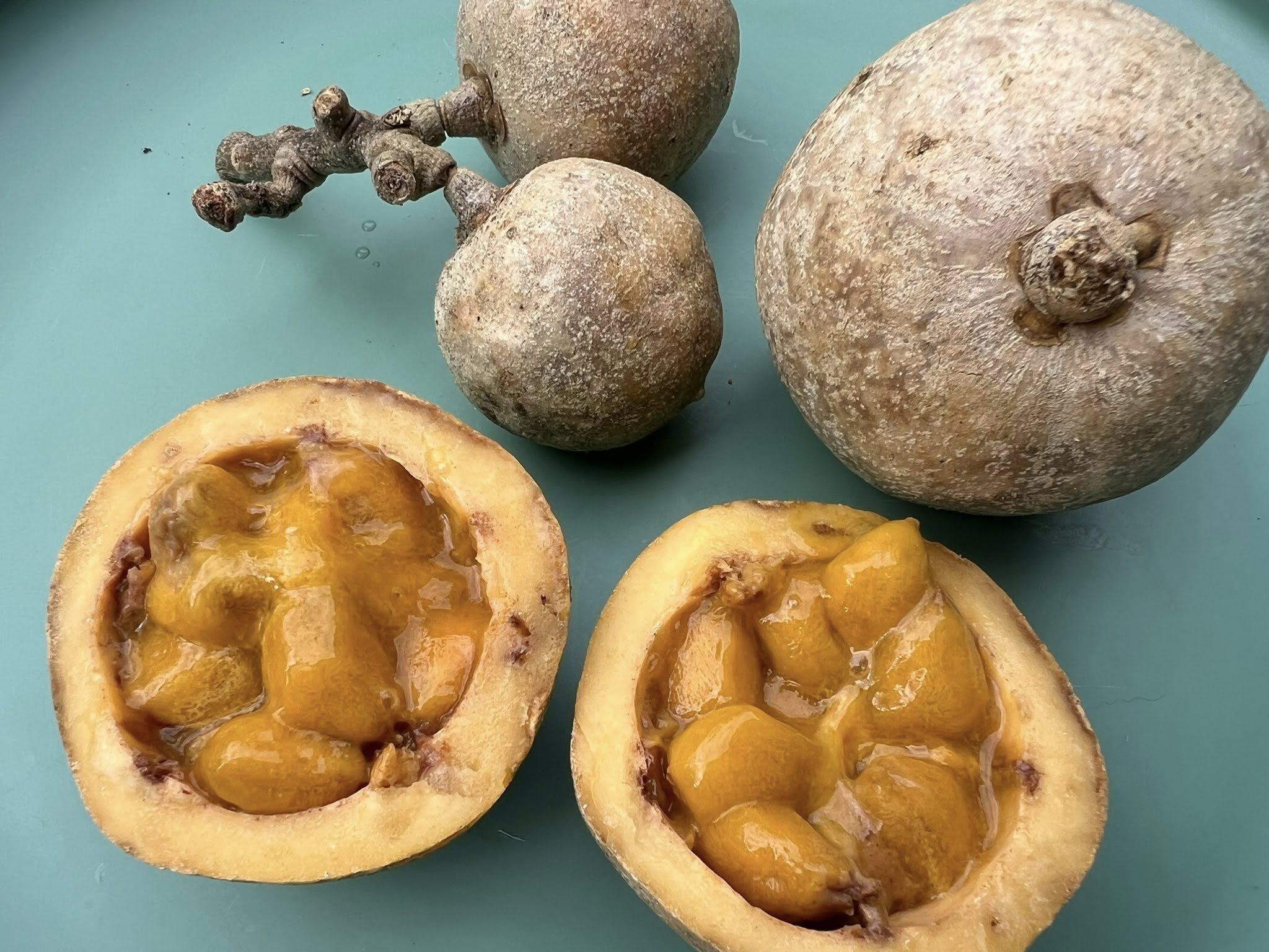 Achocon (Leonia glycycarpa) - 1 fresh seed / 1 frischer Samen