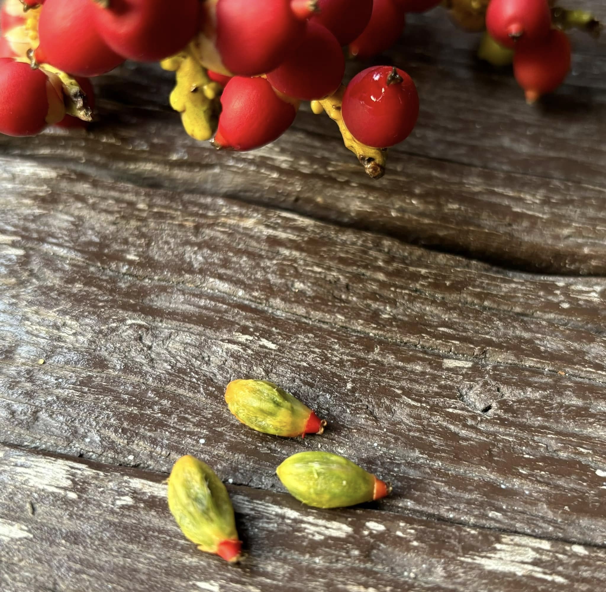 Palm Adonidia merrillii -  1 potted plant / 1 getopfte Pflanze