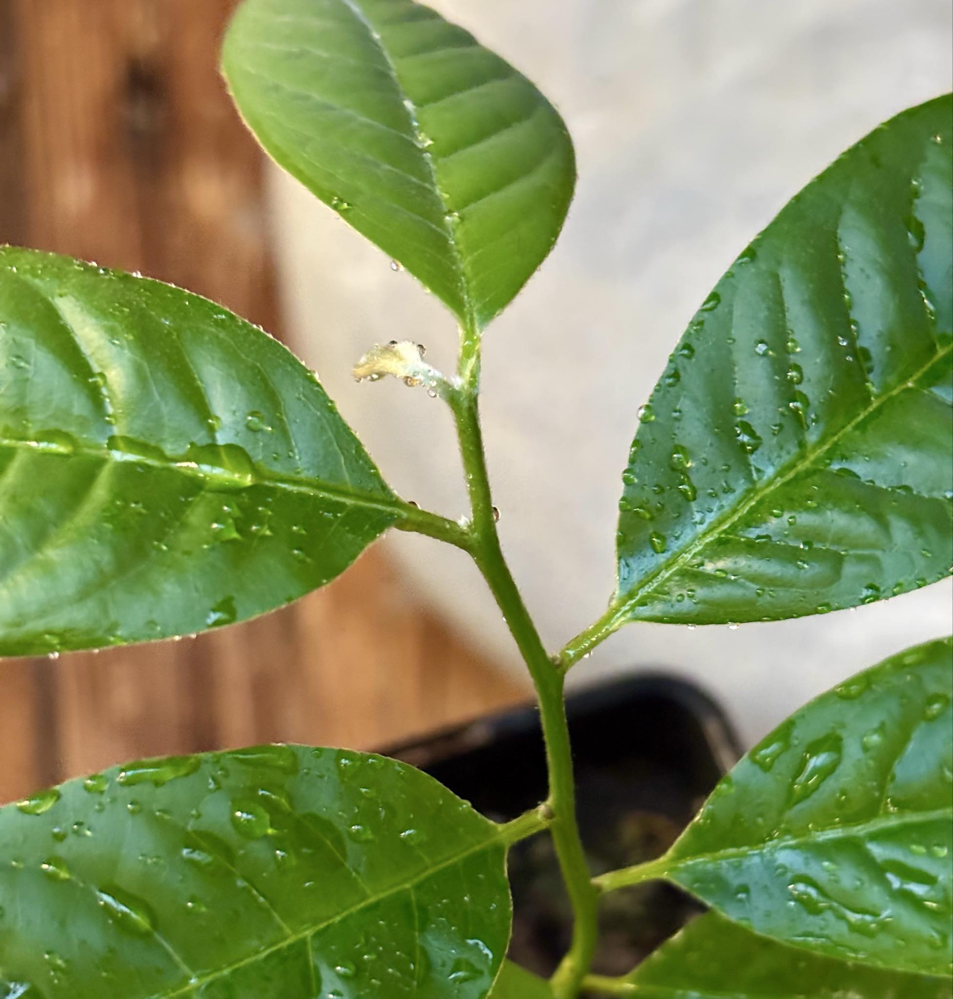 Annona reticulata big pink-red variety - 1 potted plant / 1 getopfte Pflanze