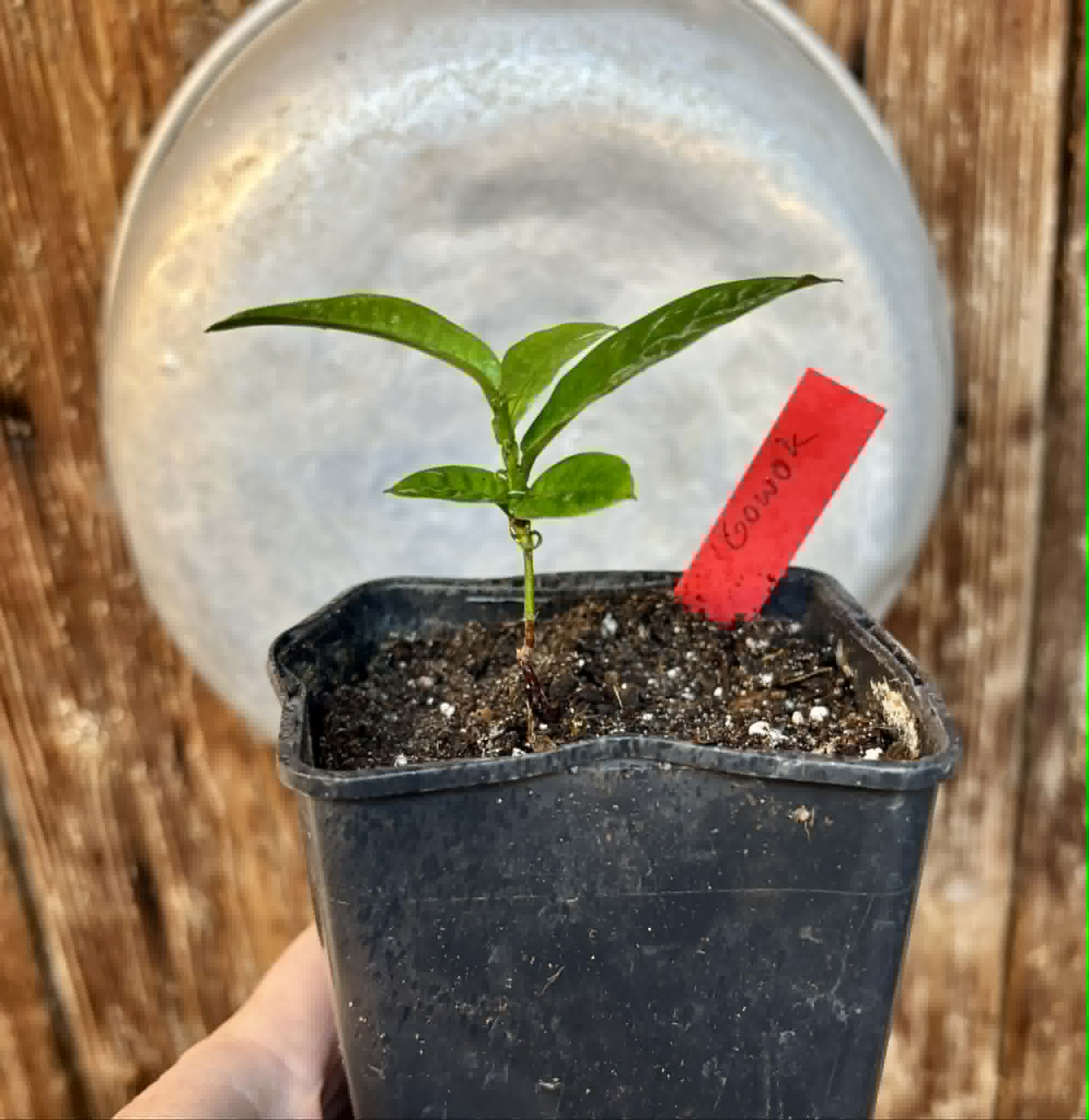 Gowok (Syzygium polycephalum) - 1 potted seedling / 1 getopfter Sämling