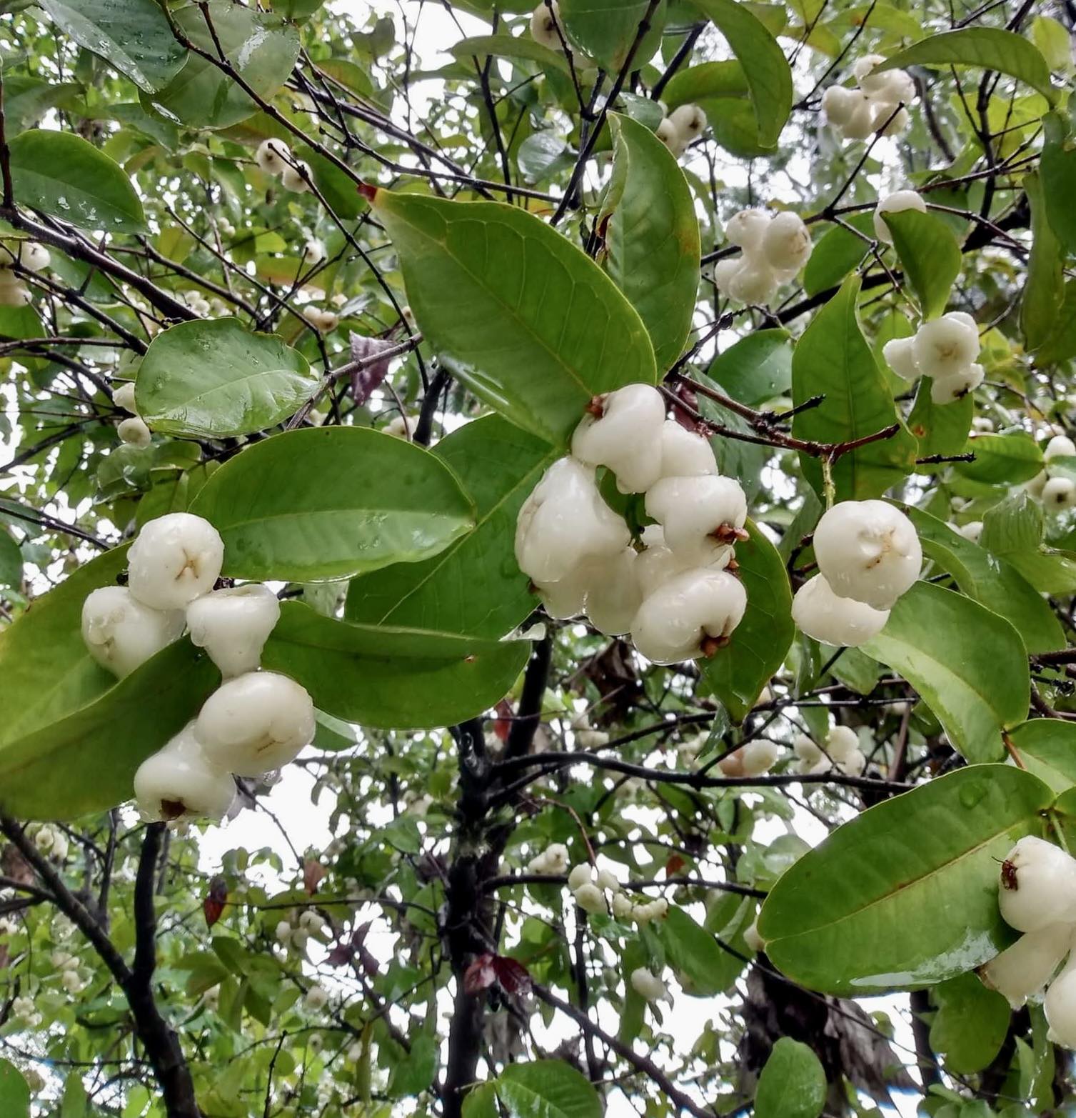 Syzygium aqueum - Water Apple - 1 rooted cutting - 1 bewurzelter Steckling