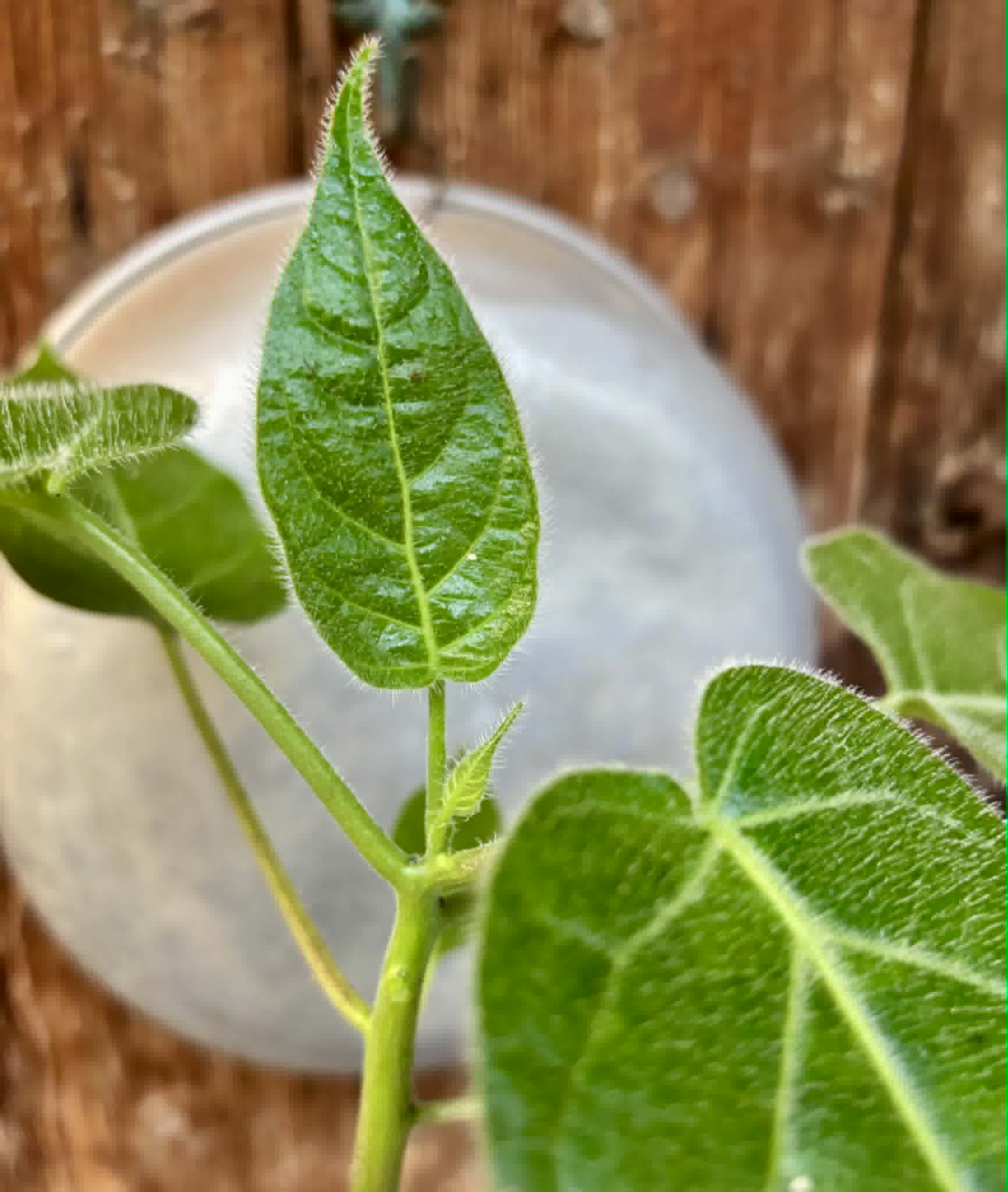 Solanum sibundoyense - 1 potted plant / 1 getopfte Pflanze
