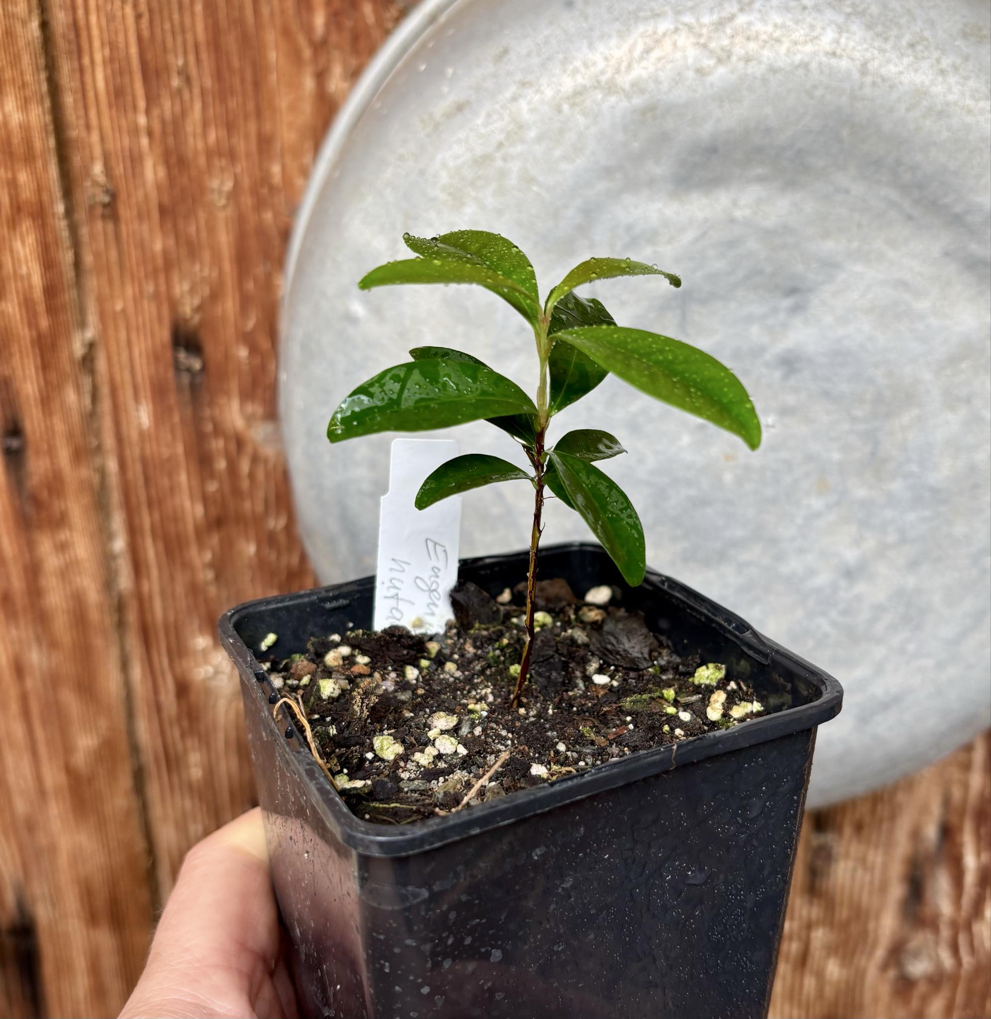 Eugenia nutans - 1 small potted seedling / 1 kleiner, getopfter Sämling