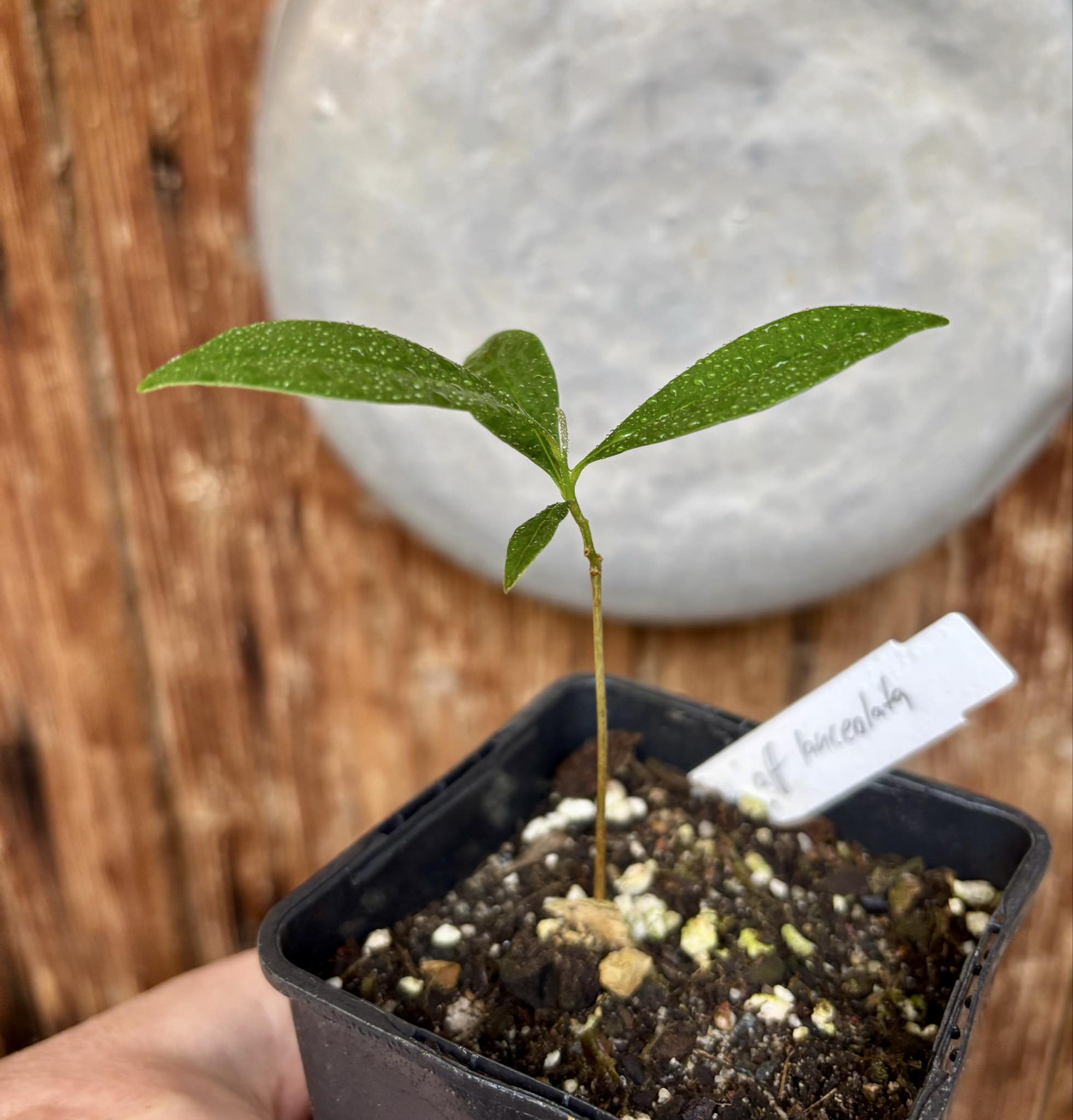 Duguetia aff. lanceolata - Pindauva Roxa -   1 potted plant / 1 getopfte Pflanze