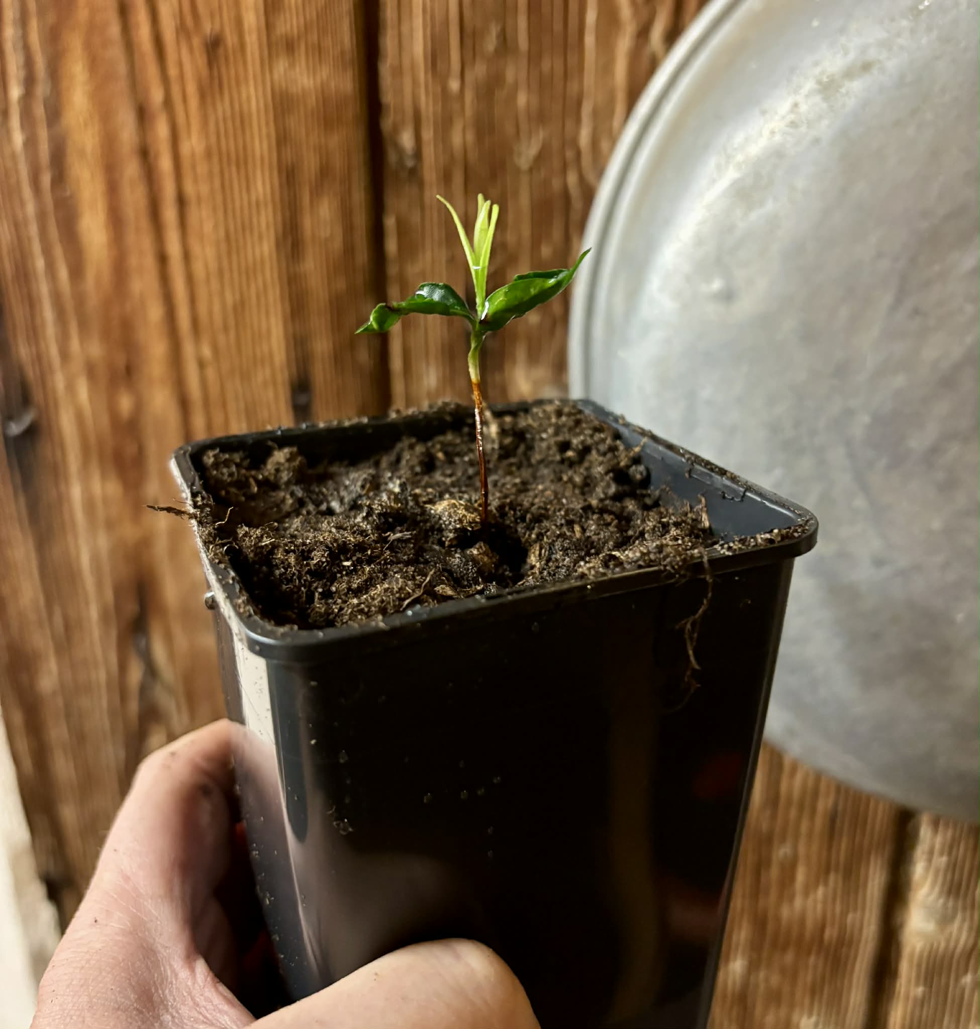 Myrcia sp Trancoso -  1 potted seedling / 1 getopfter Sämling