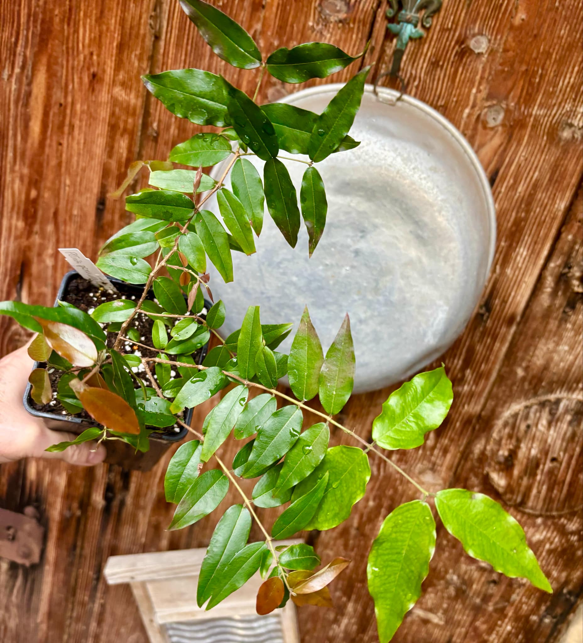 3 years old - Plinia sp peruana - 1 potted plant / 1 getopfte Pflanze