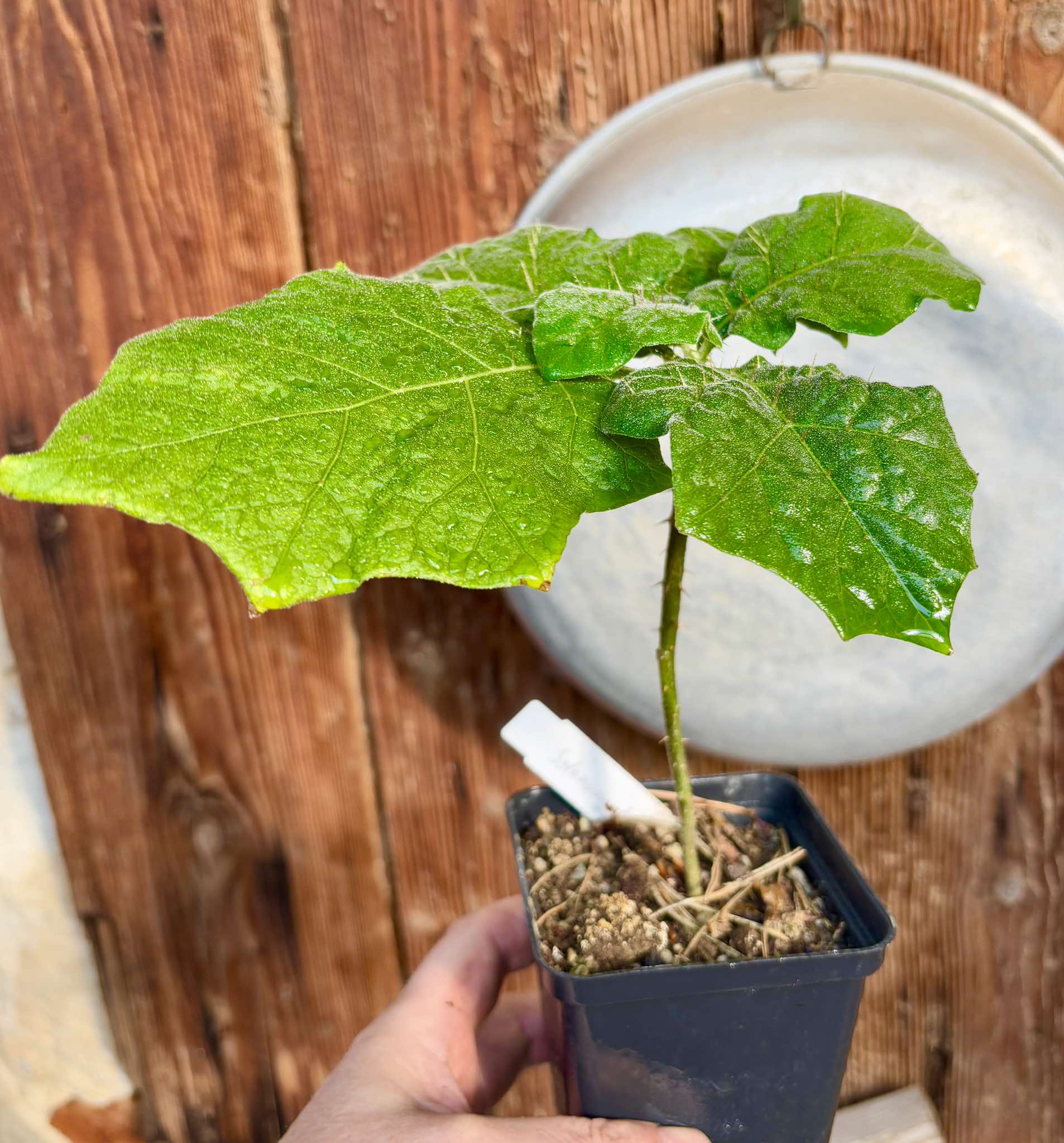 Juã-Açu - Solanum oocarpum - 1 potted plant / 1 getopfte Pflanze
