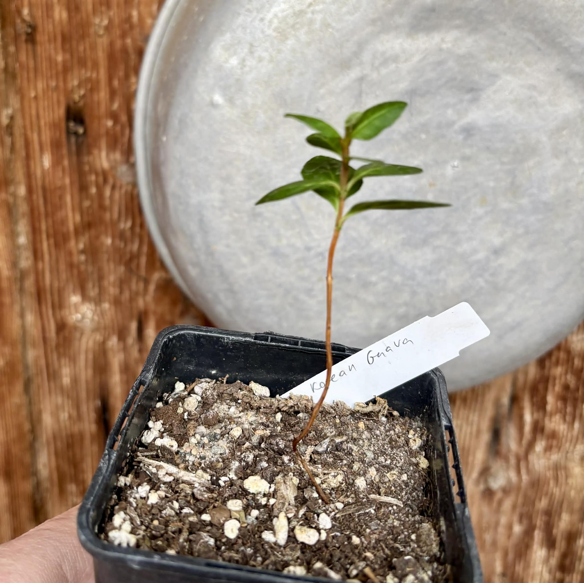 Giant Korean Guava (Psidium guajava) - 1 small potted seedling / 1 kleiner, getopfter Sämling