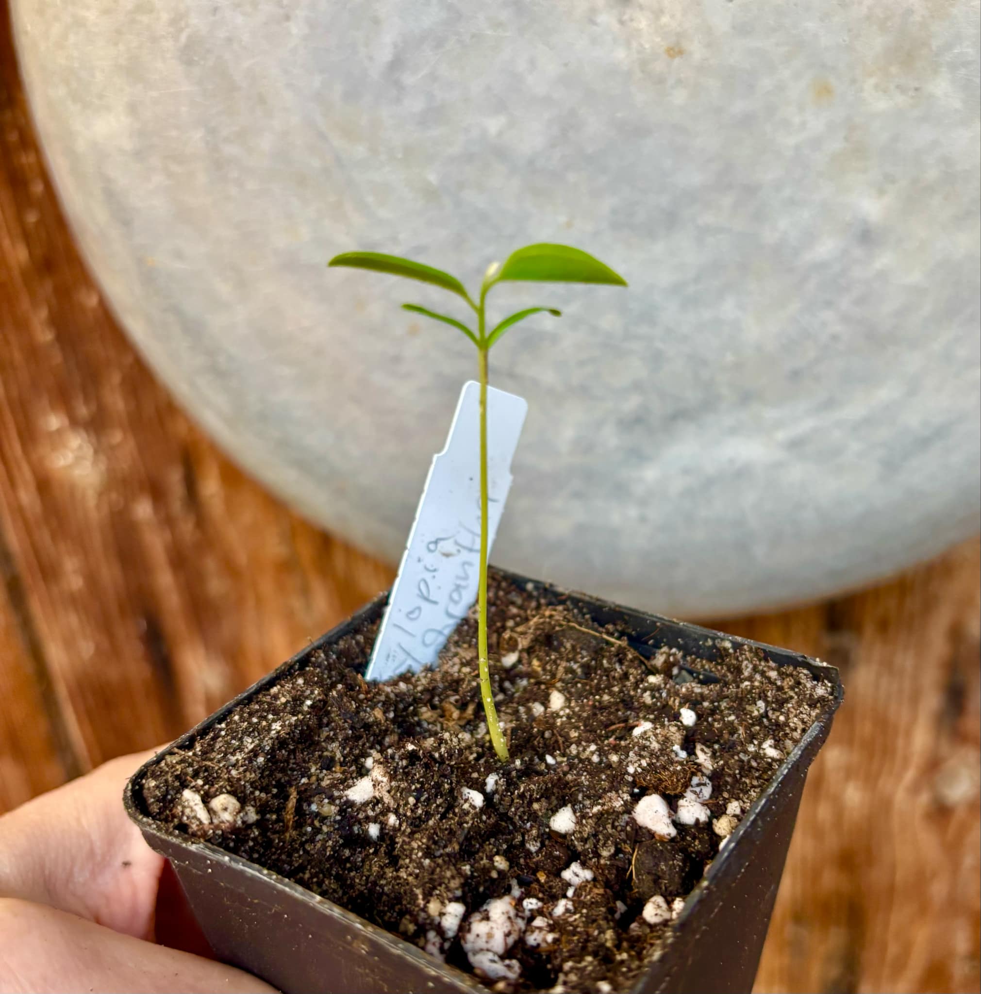 Xylopia ochrantha - 1 small potted seedling / 1 kleiner, getopfter Sämling