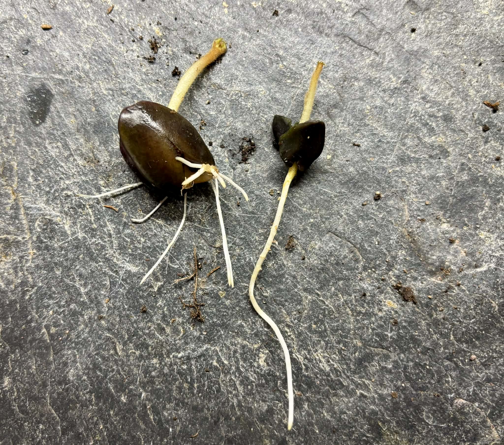 Inga vera  - 1 germinated seed / 1 gekeimter Samen