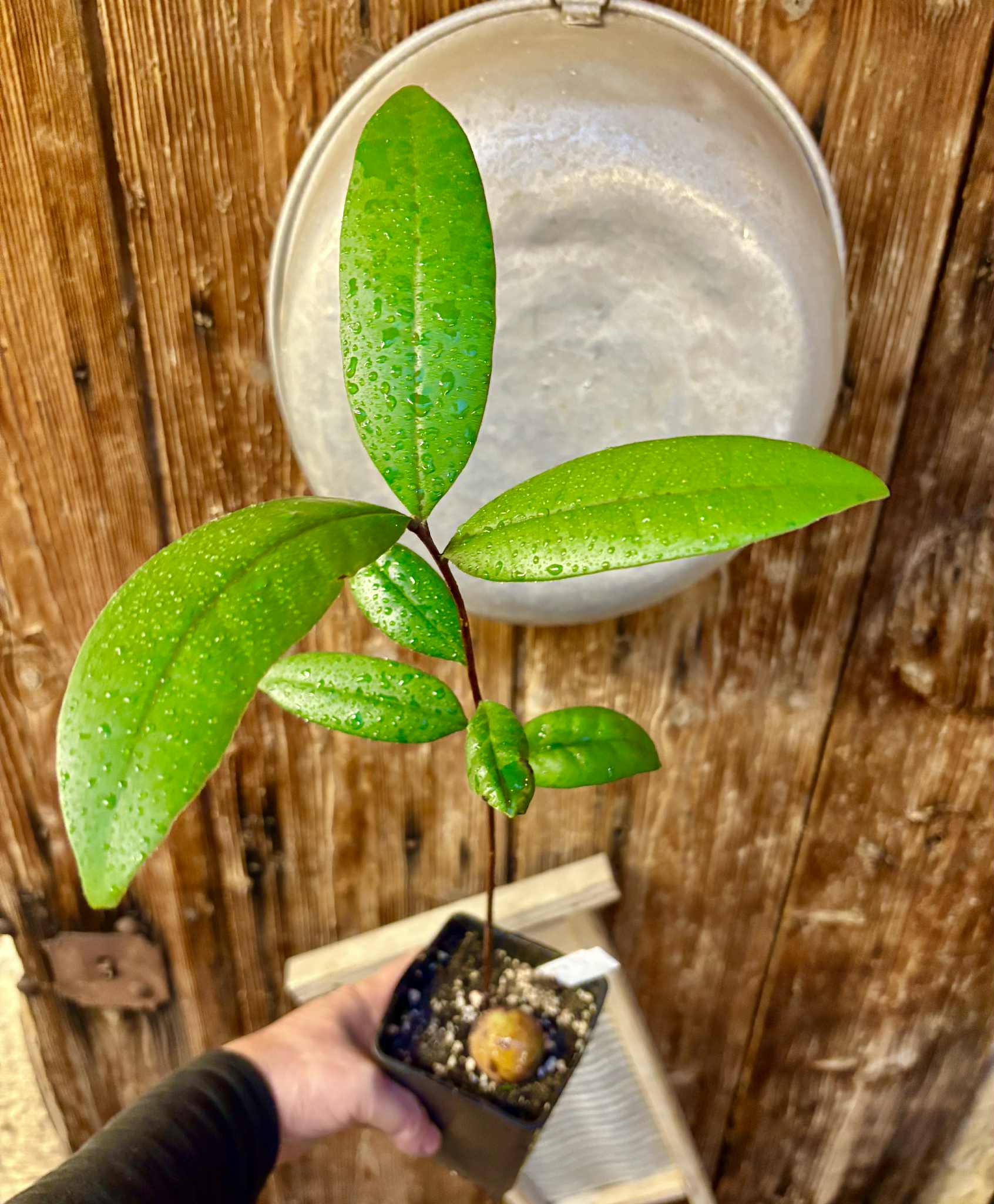 Eugenia sp Maca BIG -  1 potted seedling / 1 getopfter Sämling