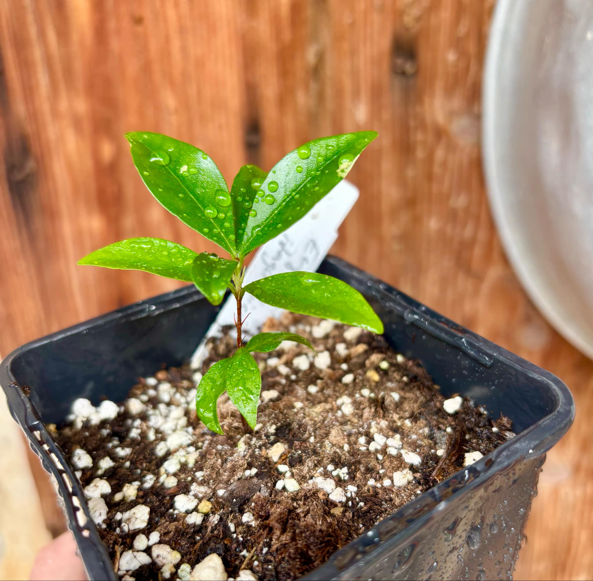 Dwarf Grumixama (Eugenia itaguahiensis) - 1 small potted seedling / 1 kleiner, getopfter Sämling Dwarf Grumixama (Eugenia itaguahiensis) - 1 small potted seedling / 1 kleiner, getopfter Sämling