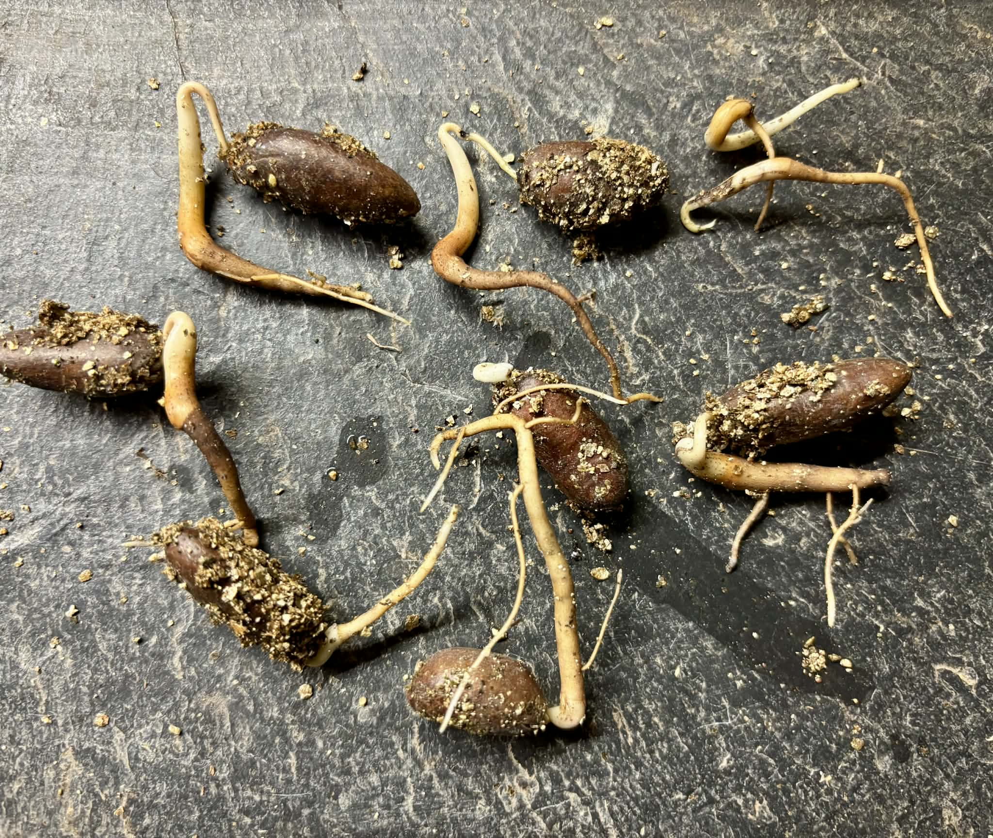 PawPaw var. Prima 1216 (Asimina triloba) - 7 germinated seeds / 7 gekeimte Samen