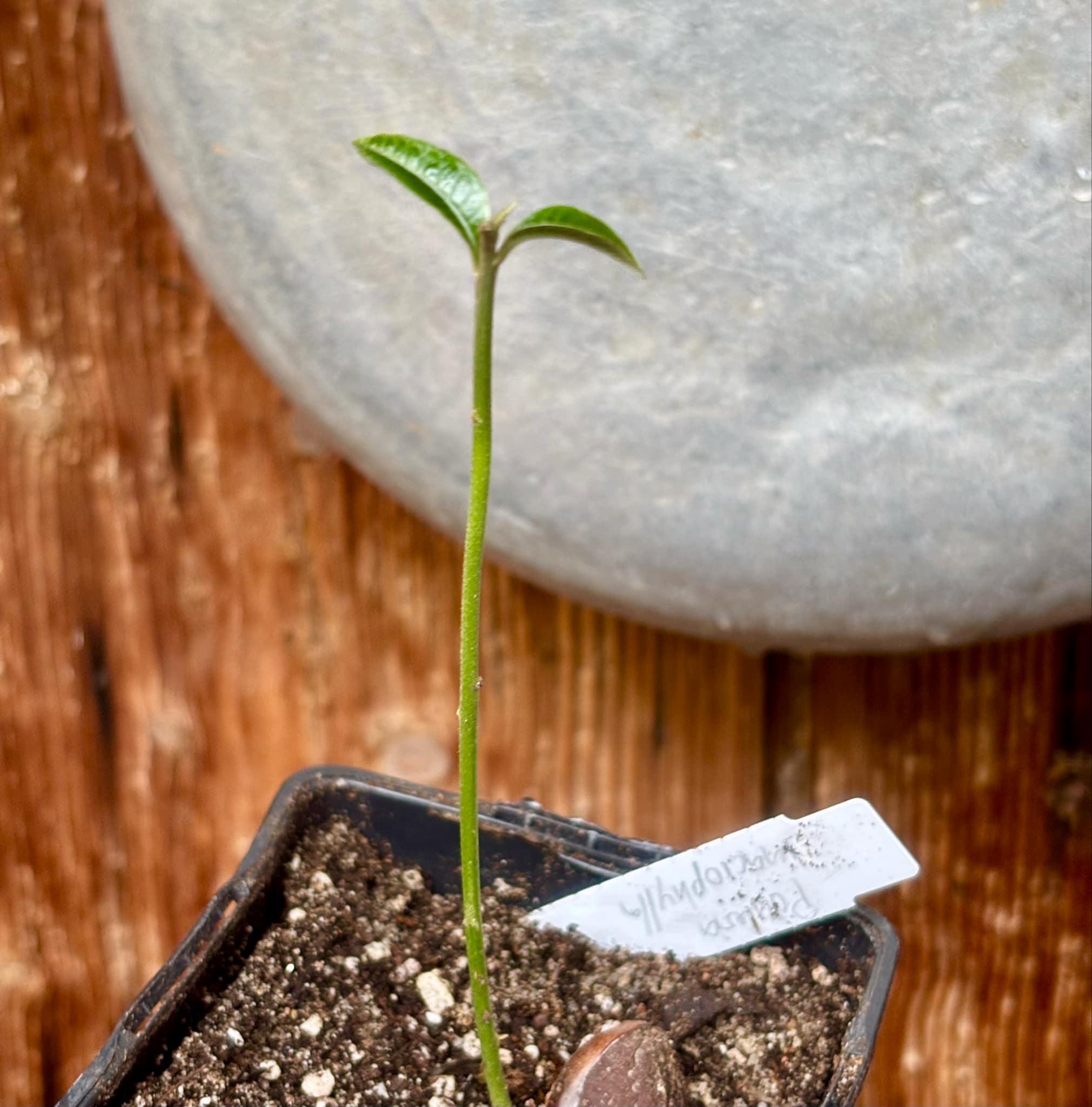 Pouteria macrophylla - 1 potted seedling / 1 getopfter Sämling