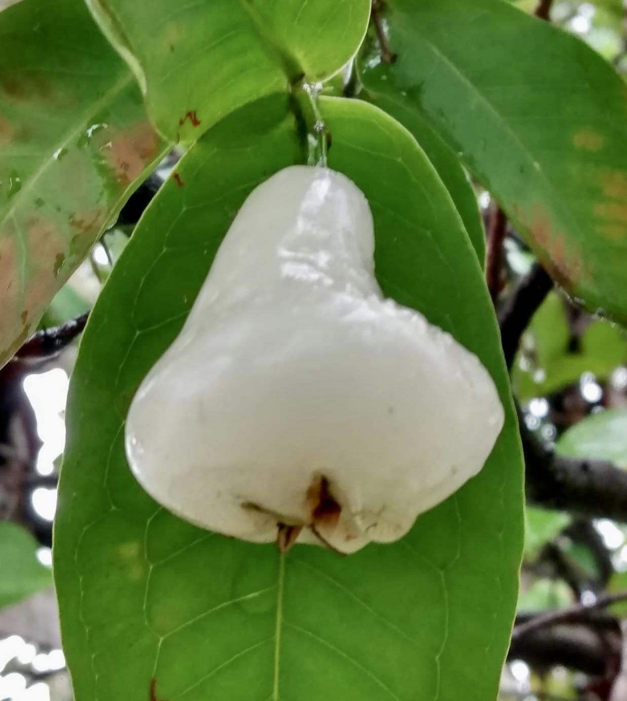 Syzygium aqueum - Water Apple - 1 rooted cutting - 1 bewurzelter Steckling