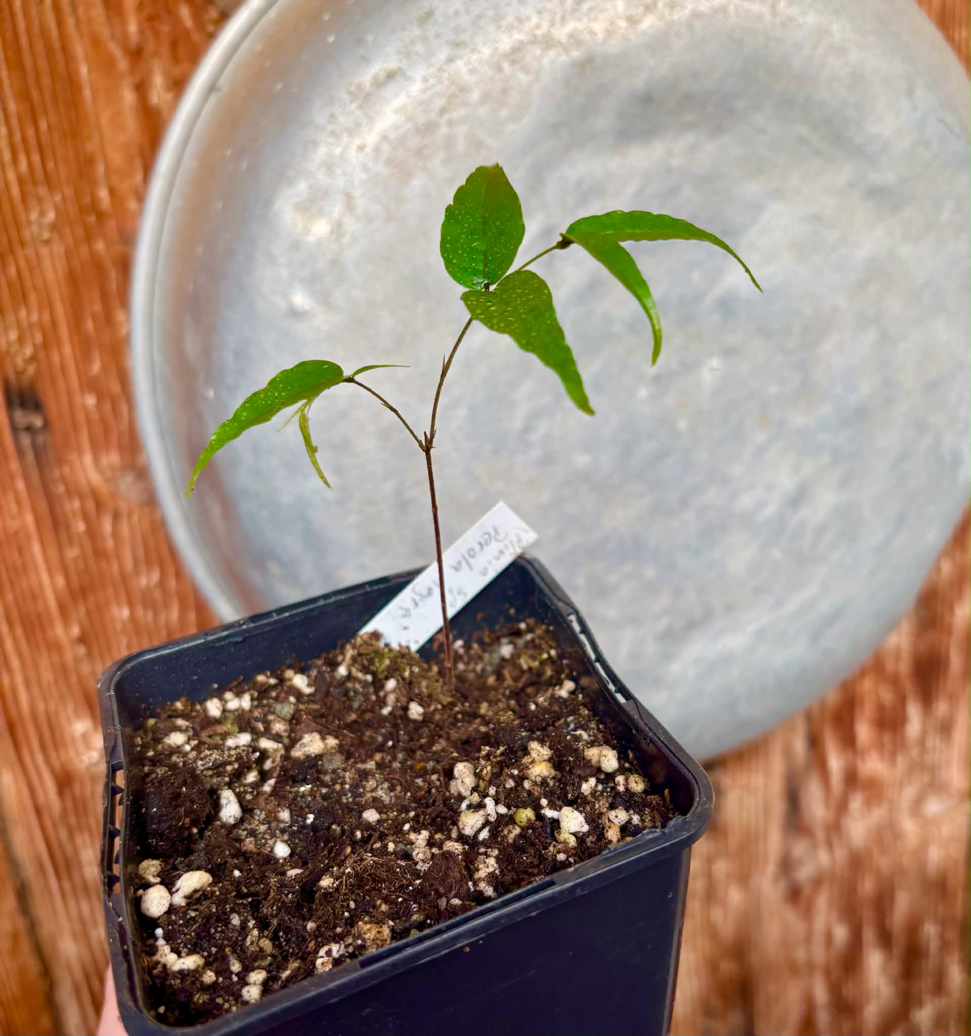 Plinia sp Perola negra - 1 potted seedling / 1 getopfter Sämling