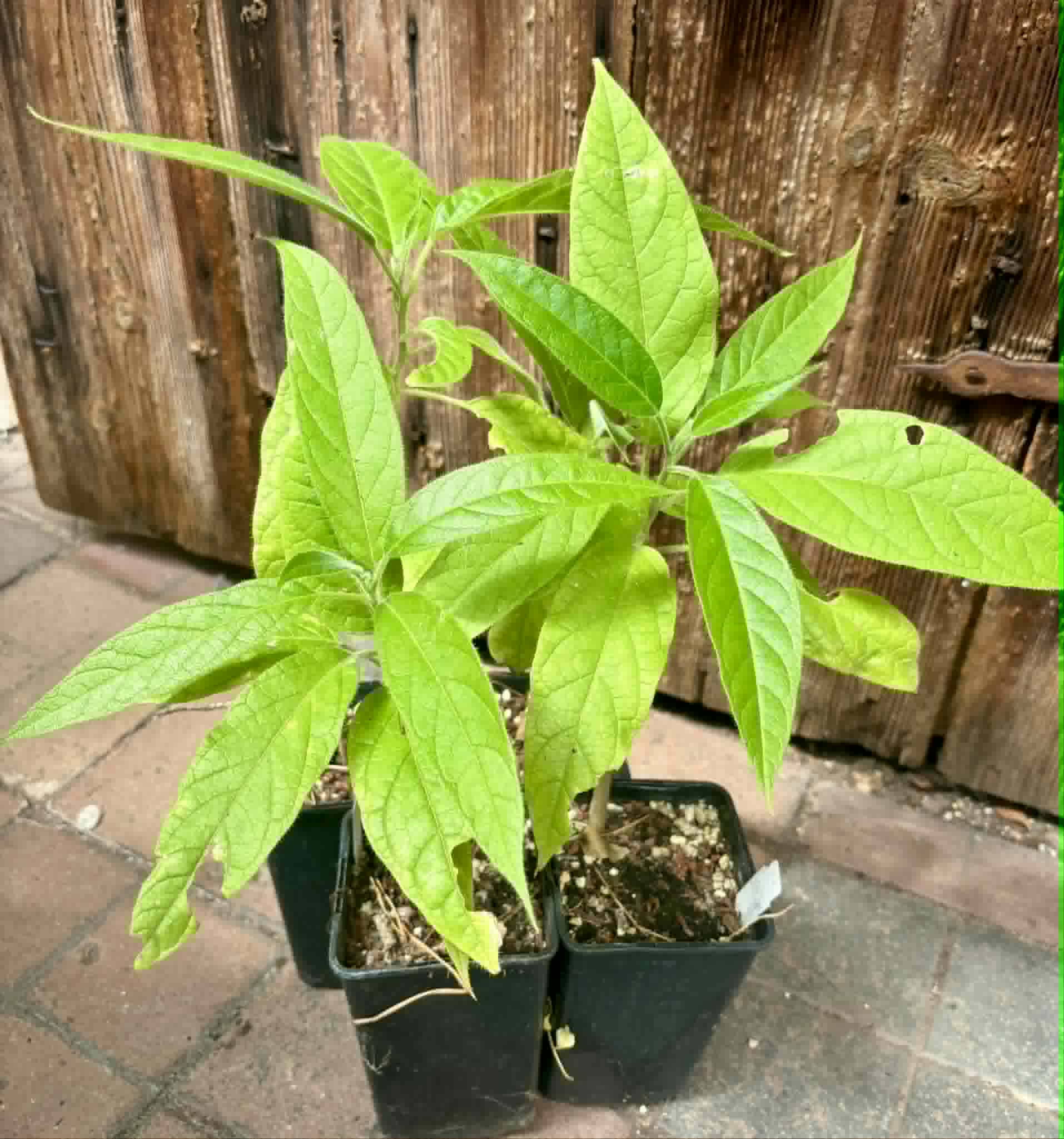 Solanum luridifuscescens - Tomatao Verde Piloso - 1 potted seedling / 1 getopfter Sämling