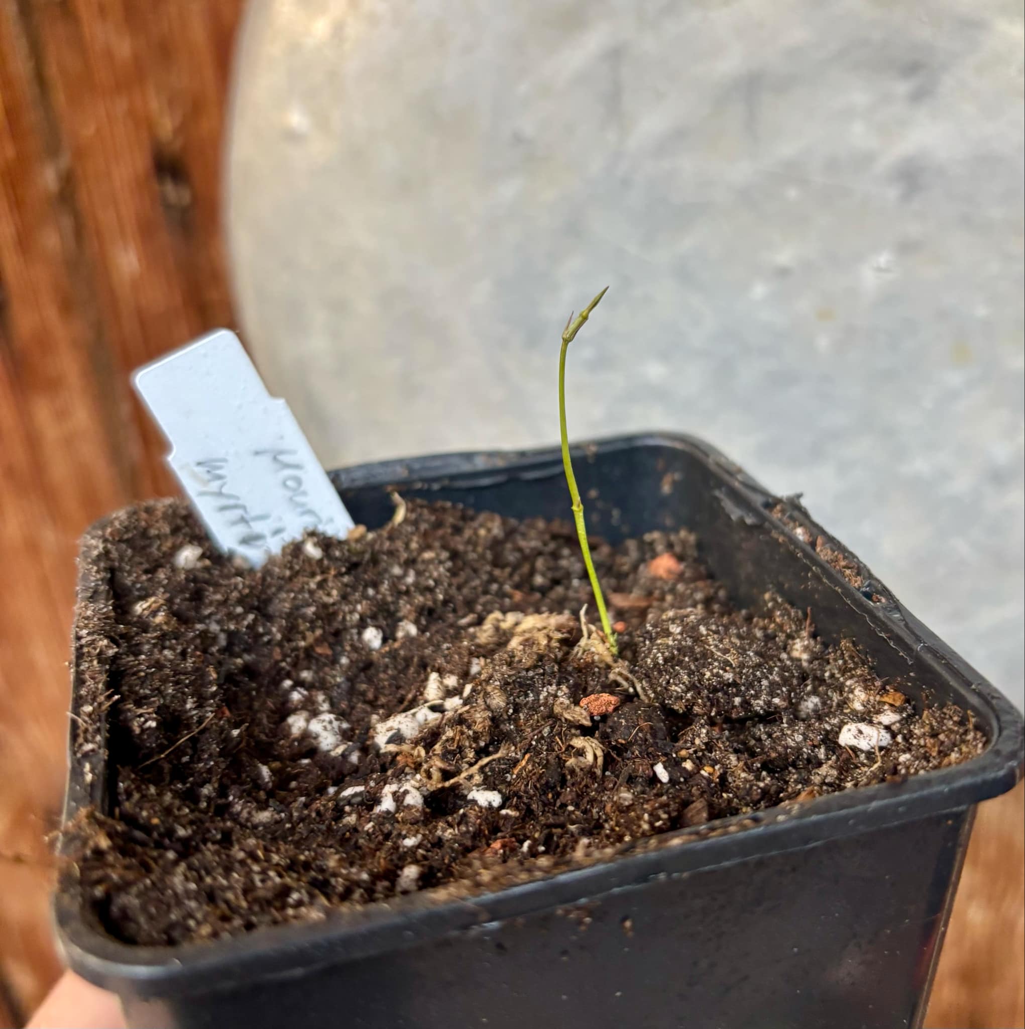 Mouriri myrtilloides - 1 just potted seedling / 1 frisch getopfter Sämling