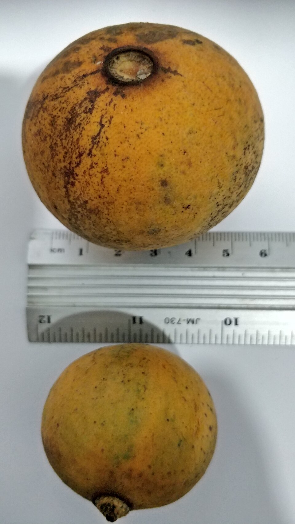 Plinia costaricensis - 1 germinated seed / 1 gekeimter Samen Plinia costaricensis - 1 germinated seed / 1 gekeimter Samen