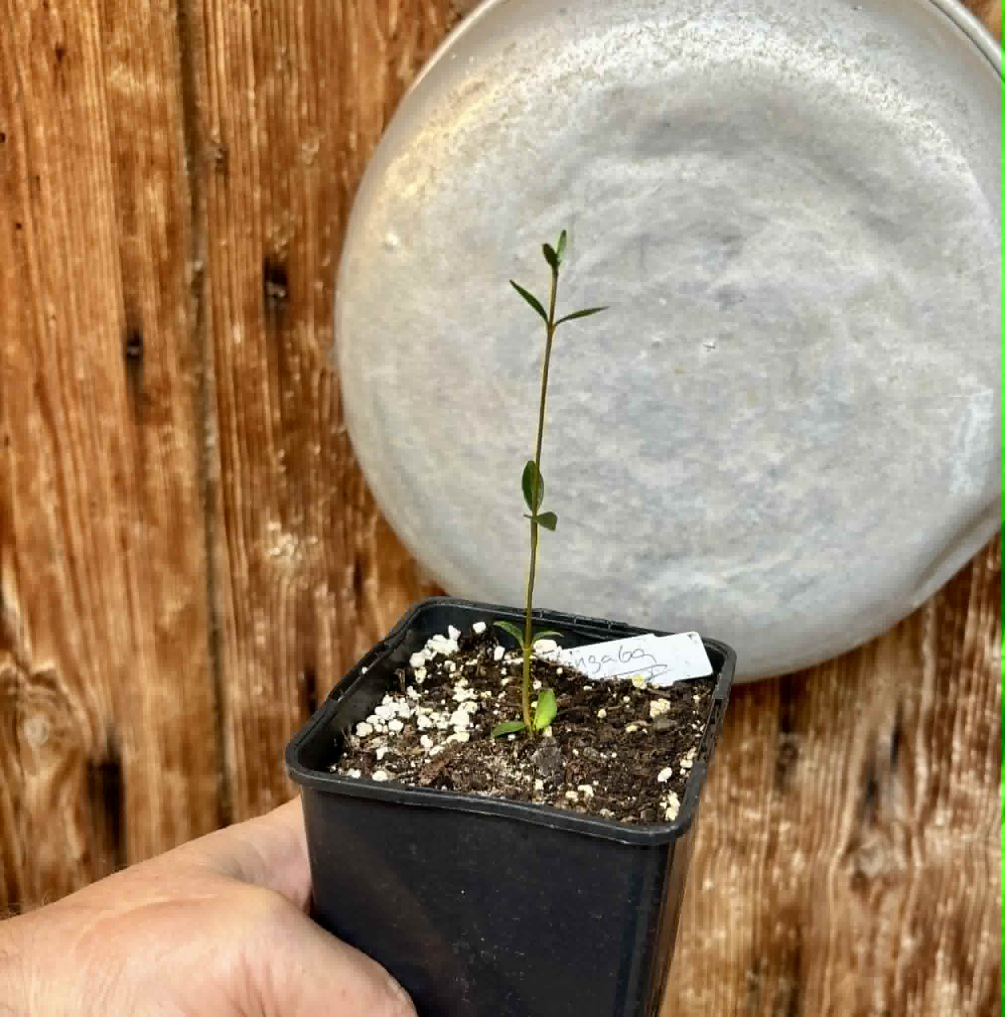 Mangaba (Hancornia speciosa) - 1 potted seedling / 1 getopfter Sämling