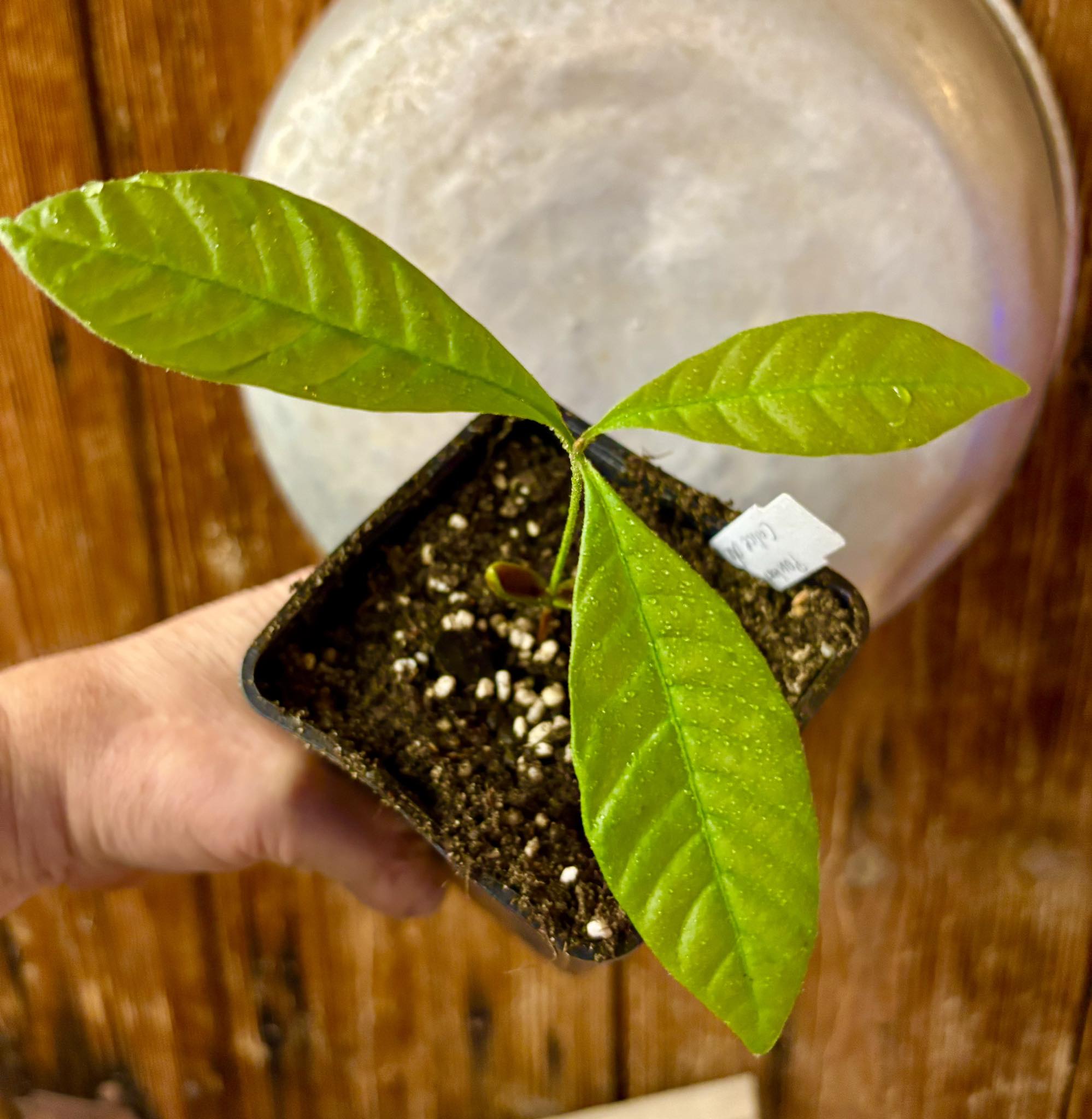 Pouteria sp Calice de Flor  -  1 small potted seedling / 1 kleiner, getopfter Sämling