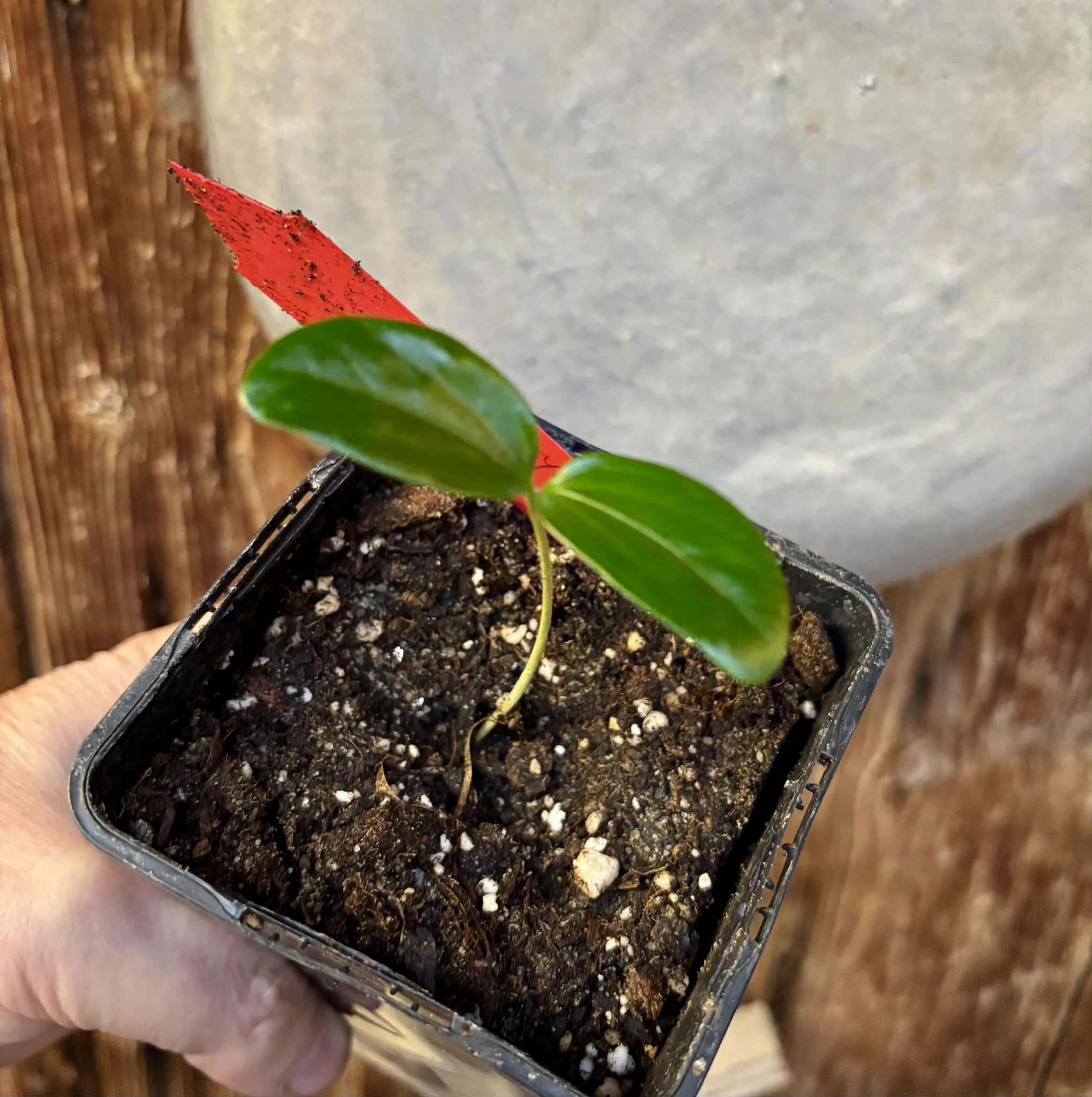 Aquai (Chrysophyllum gonocarpum var. BIG Itacare)  -  1 potted seedling / 1 getopfter Sämling