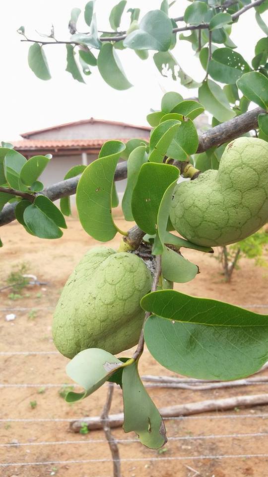 Araticum Pinha (Annona vepretorum)  - 1 fresh seed / 1 frischer Samen