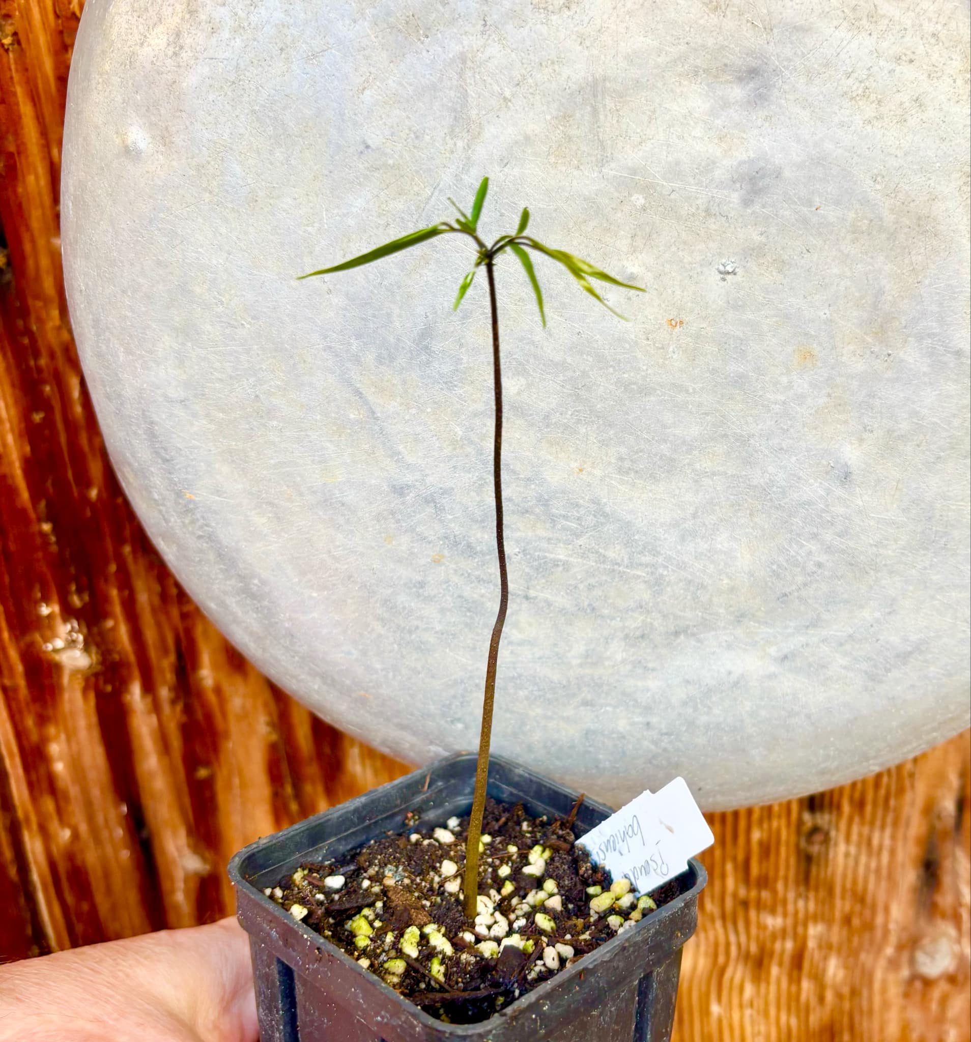 Pseudoxandra bahiensis - 1 small potted seedling / 1 kleiner, getopfter Sämling
