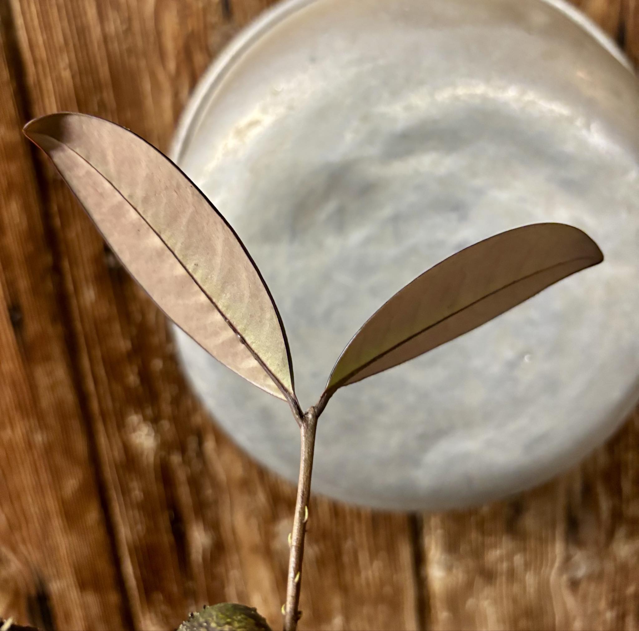 Eugenia sp Essencia negra - 1 potted seedling / 1 getopfter Sämling