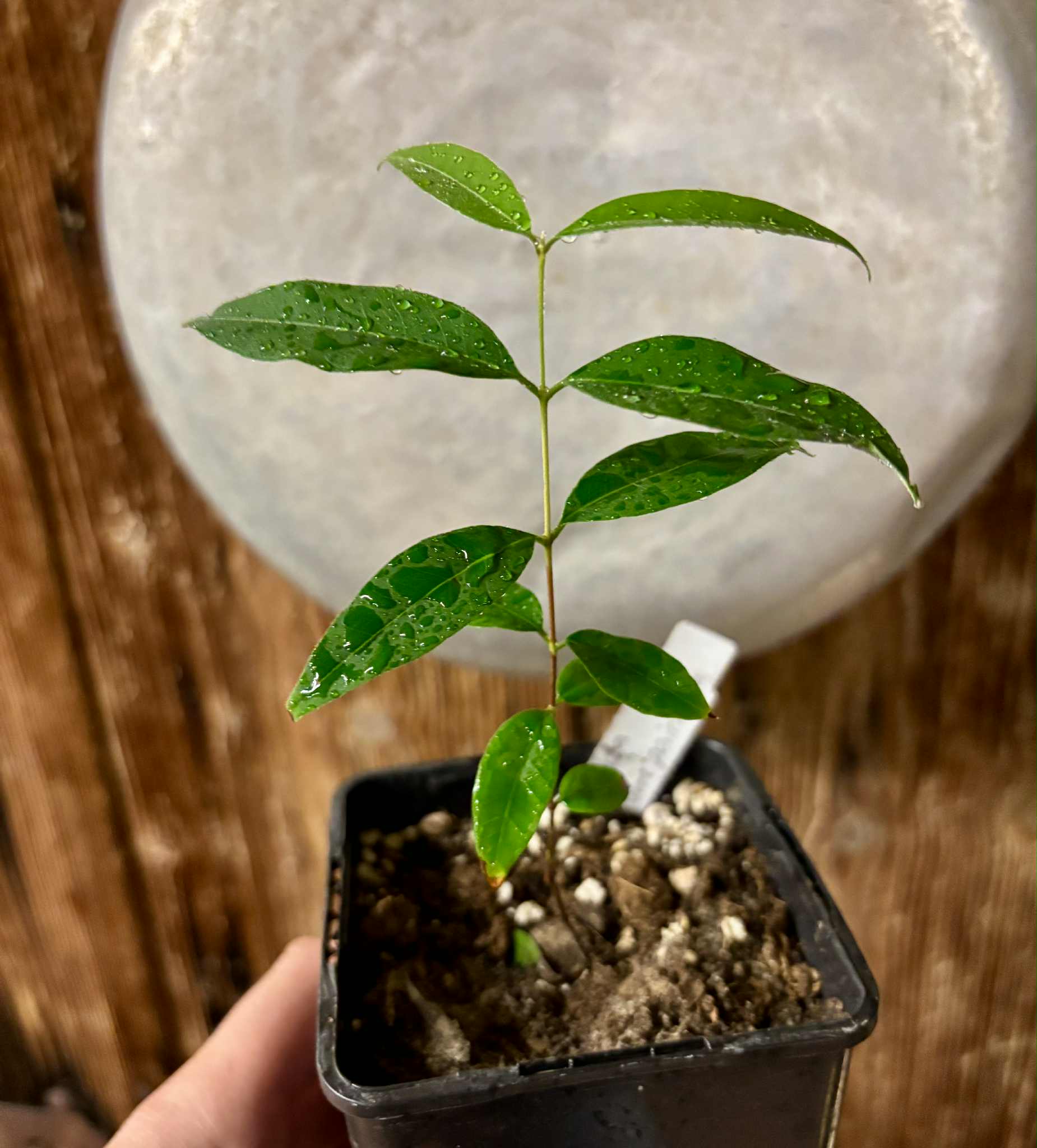 Uvaia do Visconde (Eugenia beaurepairiana) - potted seedling / 1 getopfter Sämling