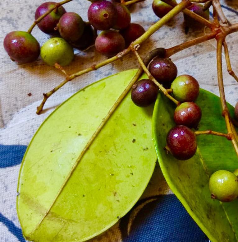 Myrcia sp Jaboticaba Bahia -  1 fresh seed / 1 frischer Samen