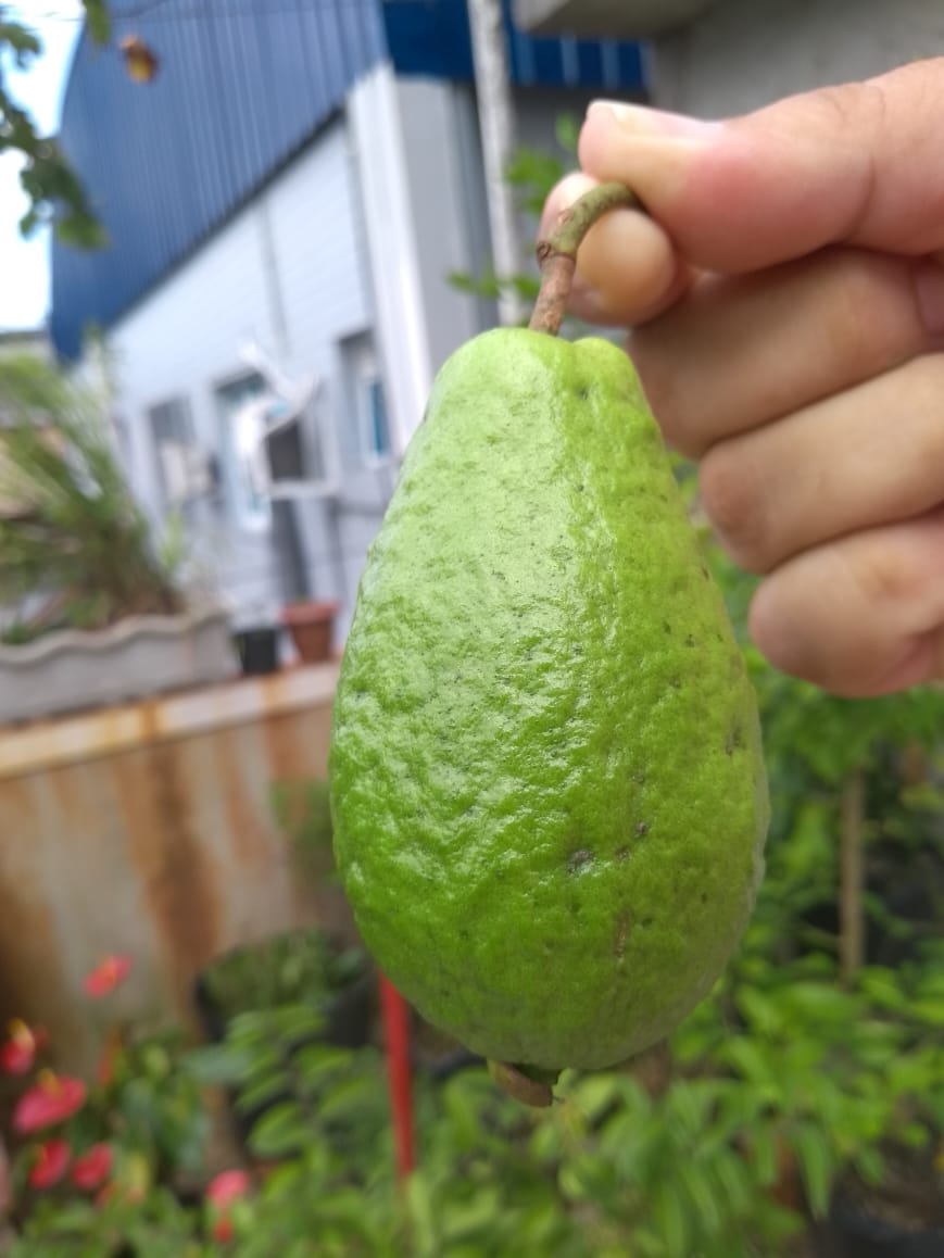 Psidium sorocabense  - 3 fresh seeds / 3 frische Samen