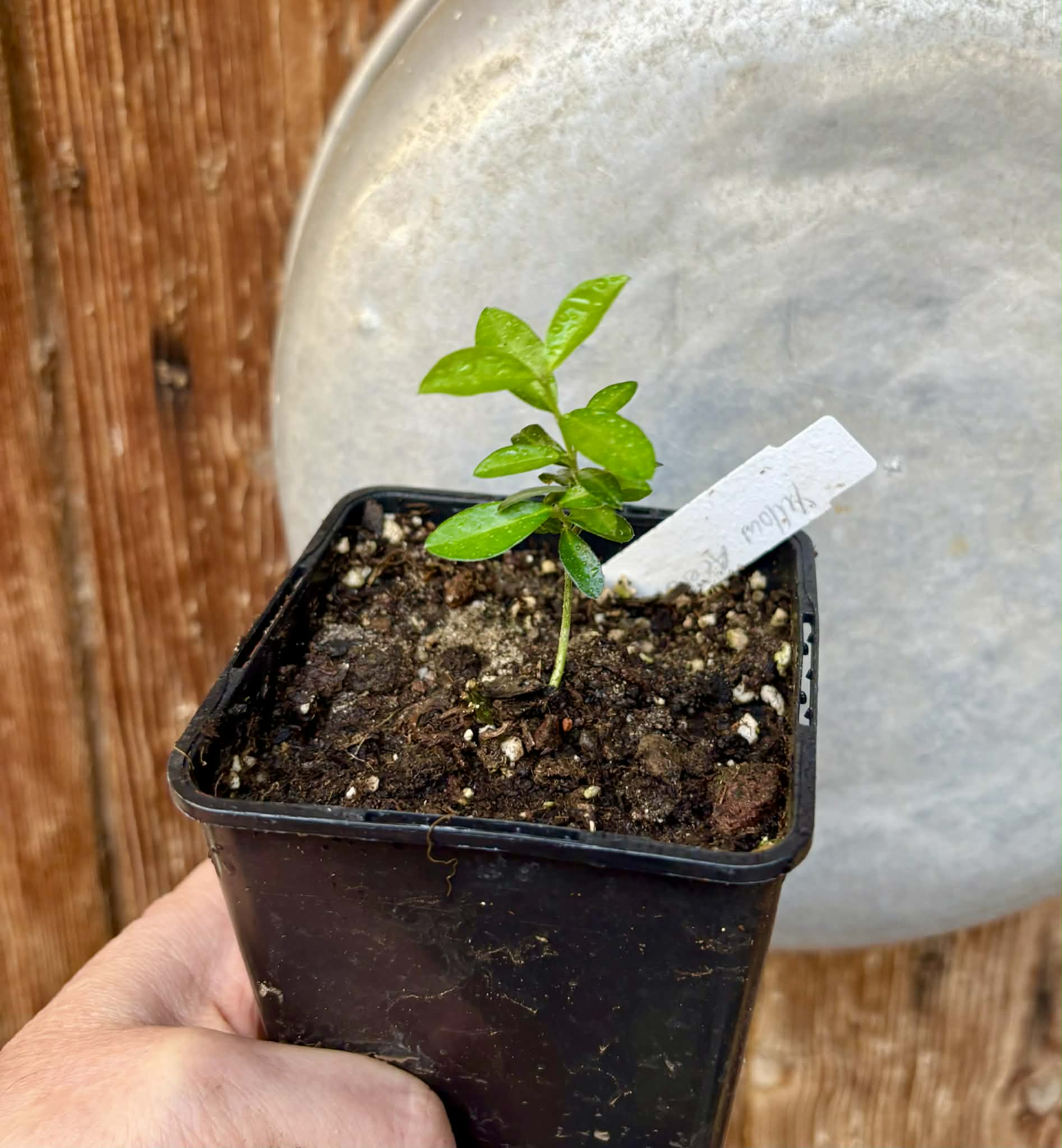 only 1 seedling available - Yellow Acerola (Malpighia glabra) - 1 potted seedling, 1 getopfter Sämling