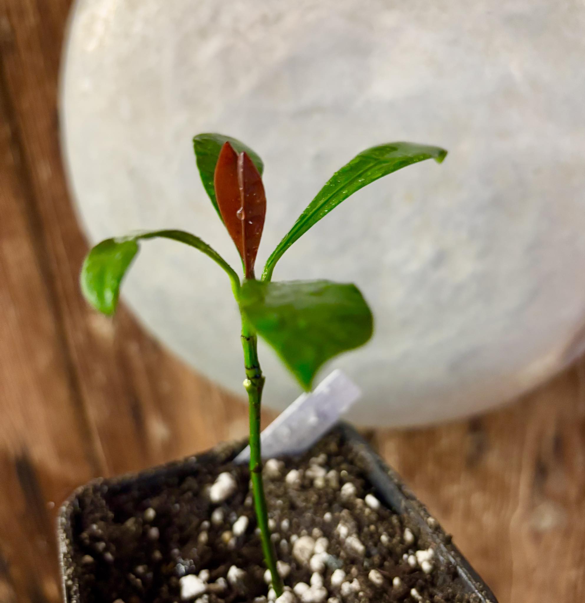 Lemon Drop Mangosteen (Garcinia intermedia) Nr. 2 - 1 potted plant / 1 getopfte Pflanze