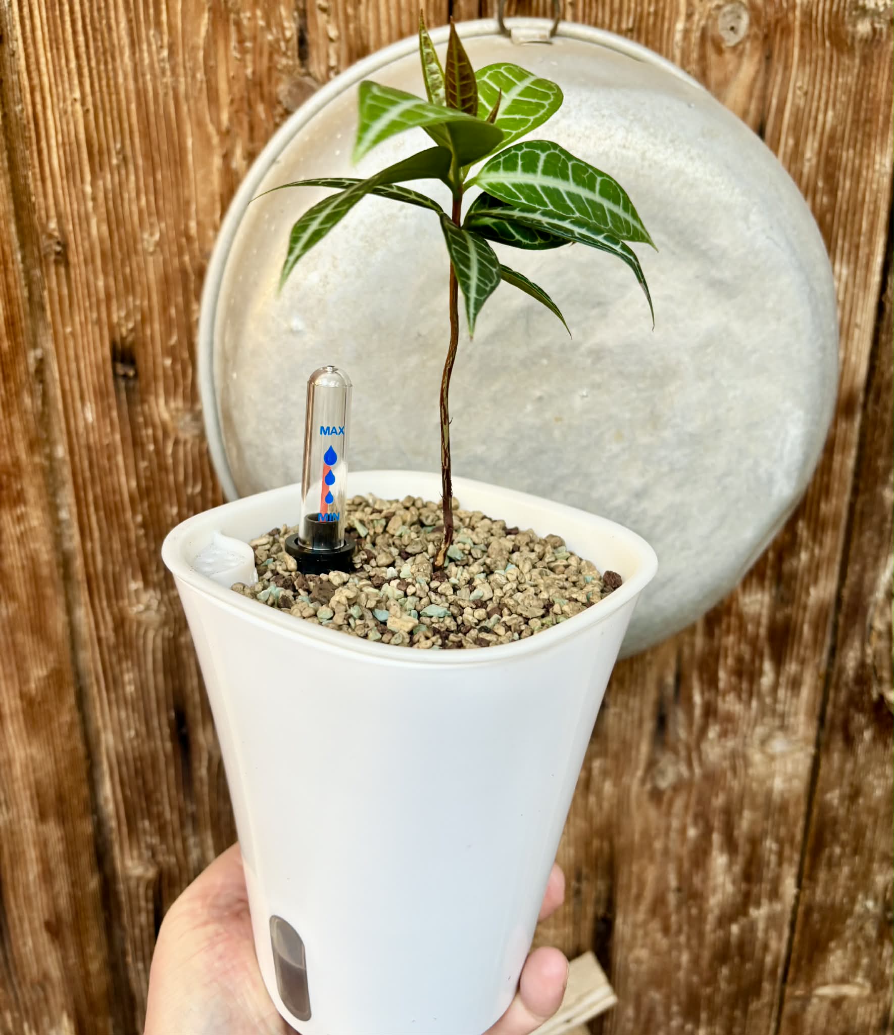 Eugenia sp Labisia - Rare exotic plant - Seltene exotische Pflanze