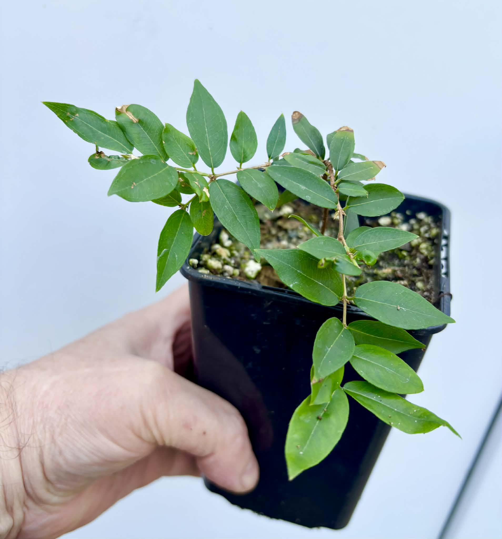 Jaboticaba - Plinia sp Esarme -  1 potted seedling / 1 getopfter Sämling