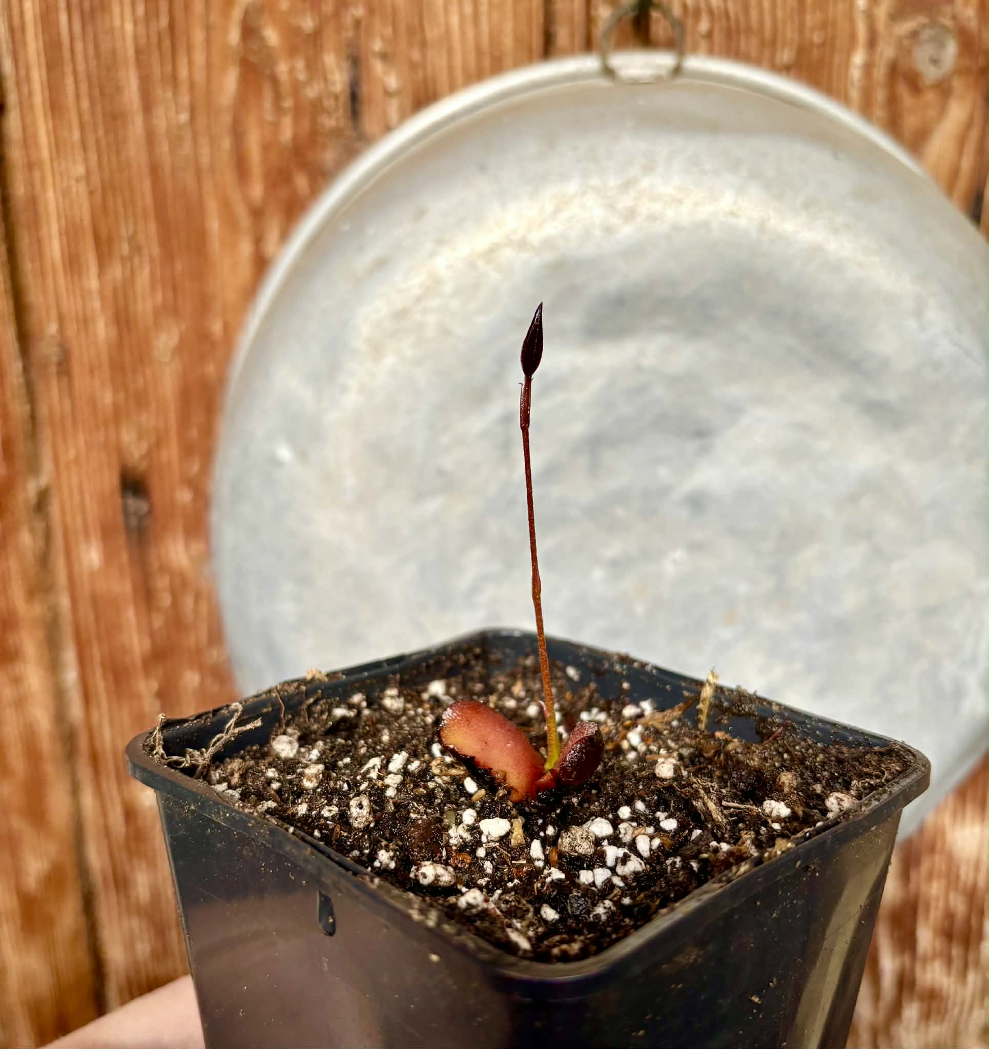 Plinia cf. humaitana - 1 potted seedling / 1 getopfter Sämling