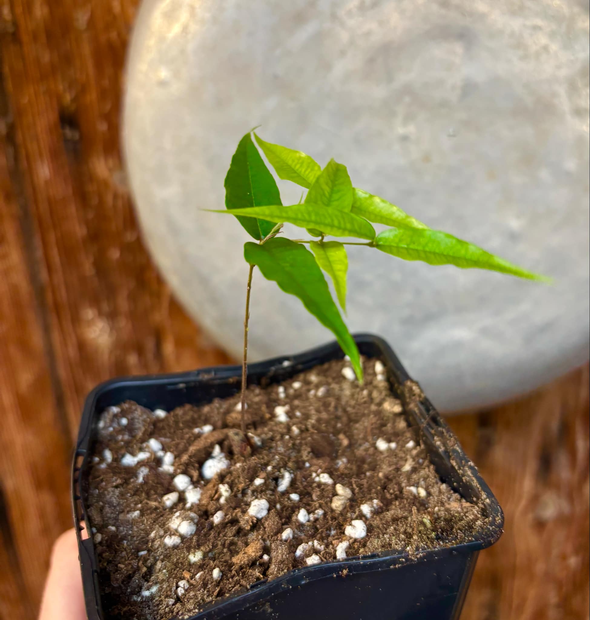 Plinia sp Cabo longo Sao Joao -  1 potted seedling / 1  getopfter Sämling 