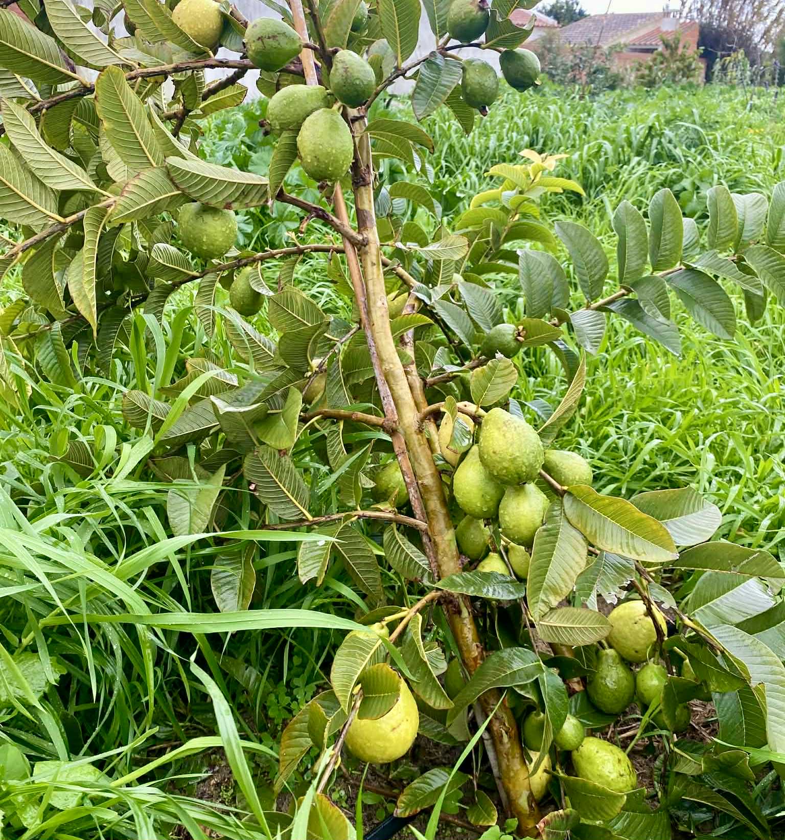 fruits after 2 years in Brasil - Psidium guajava  "Paluma"  - 5 fresh seeds / 5 frische Samen