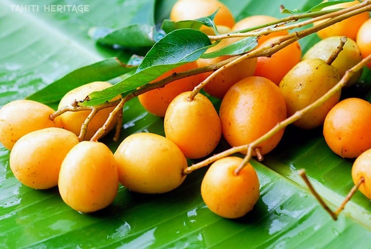 Spondias mombin, 1 young plant / 1 Jungpflanze
